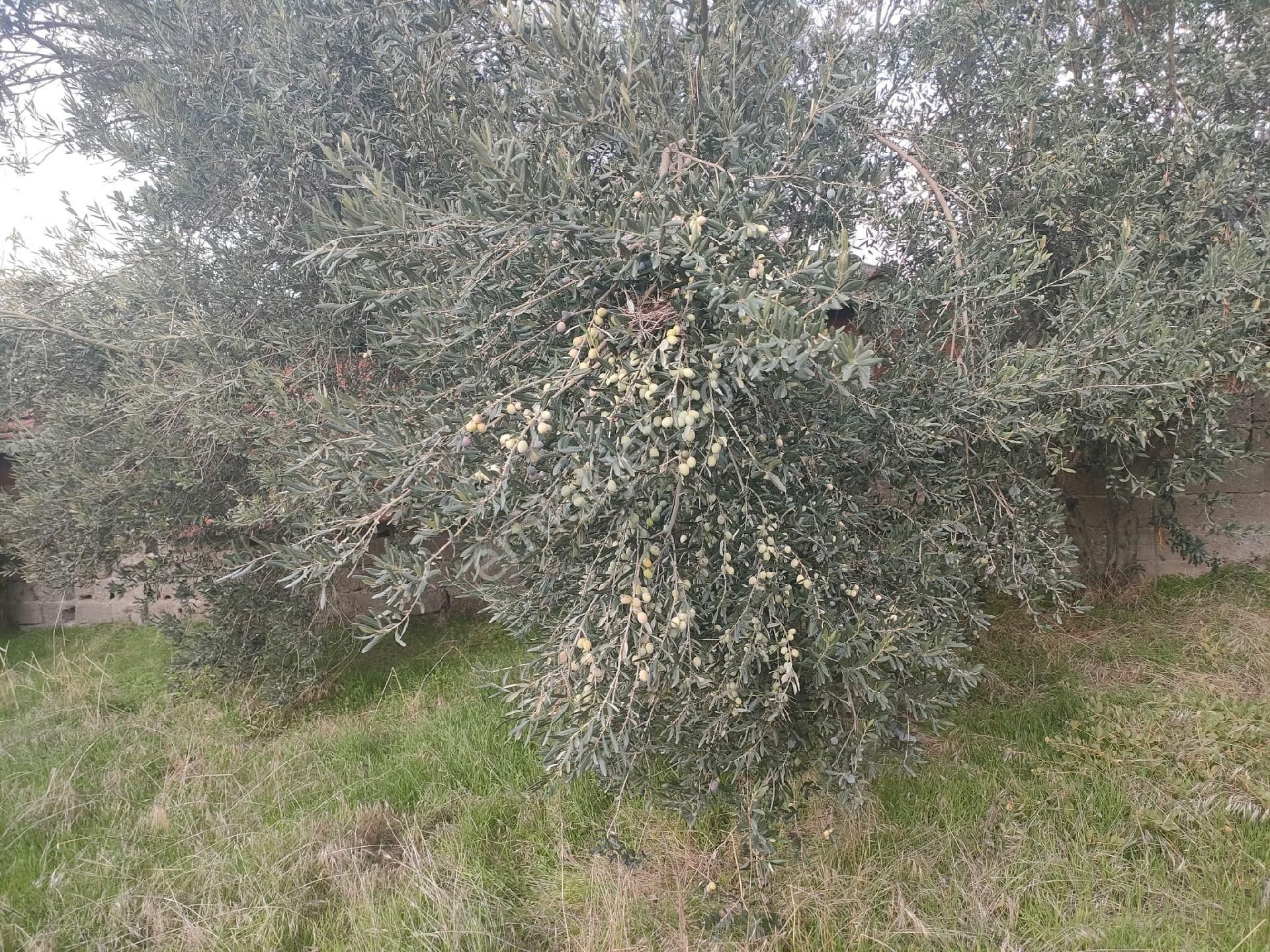 Poyracık Mahallesinde Geniş Bahçesi Olan Müstakil Ev - Görsel 28