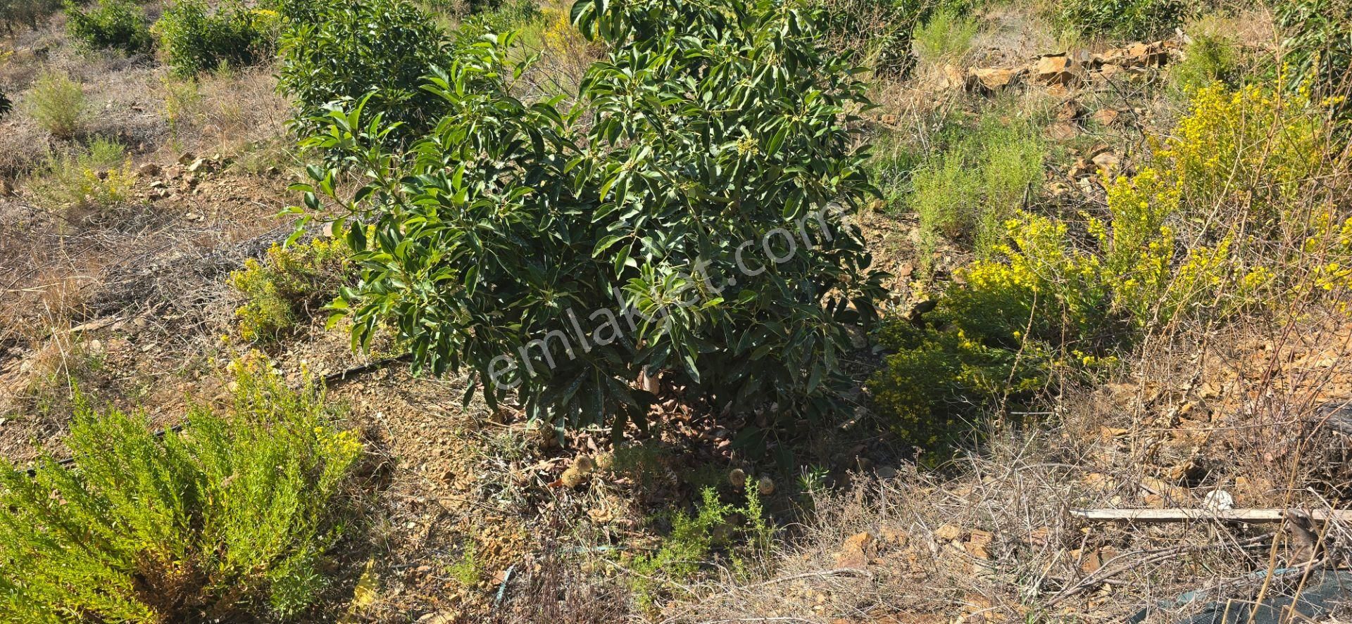 Mersin Anamur Satılık Avokado Bahçesi - Görsel 19