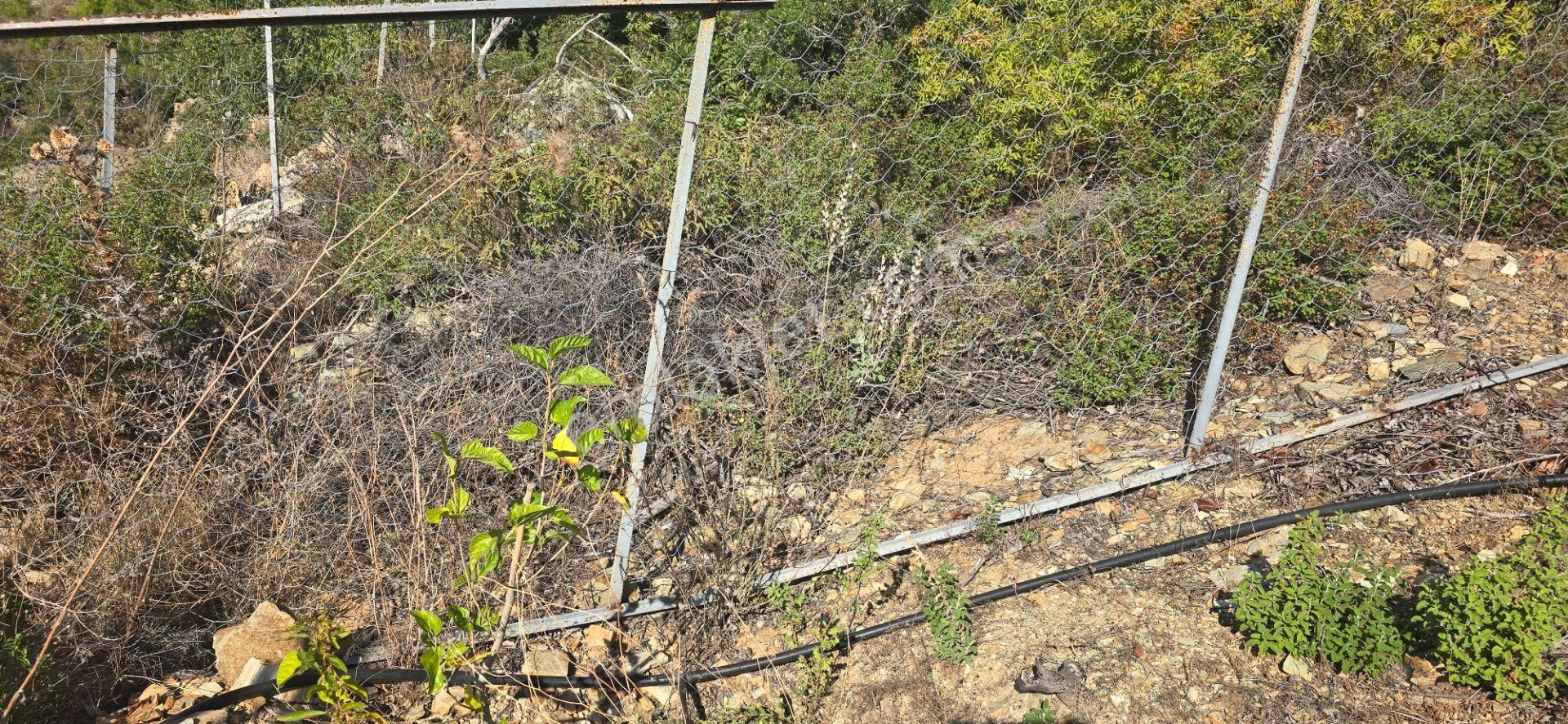 Mersin Anamur Satılık Avokado Bahçesi - Görsel 20