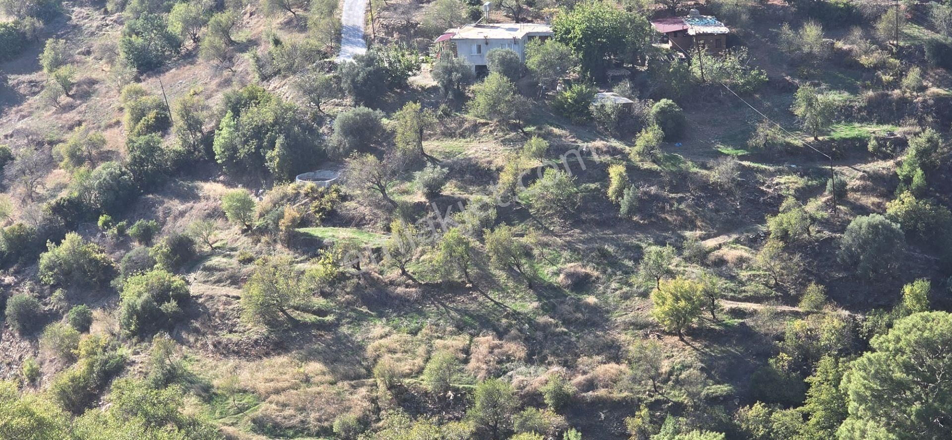 Mersin Anamur Satılık Avokado Bahçesi - Görsel 12