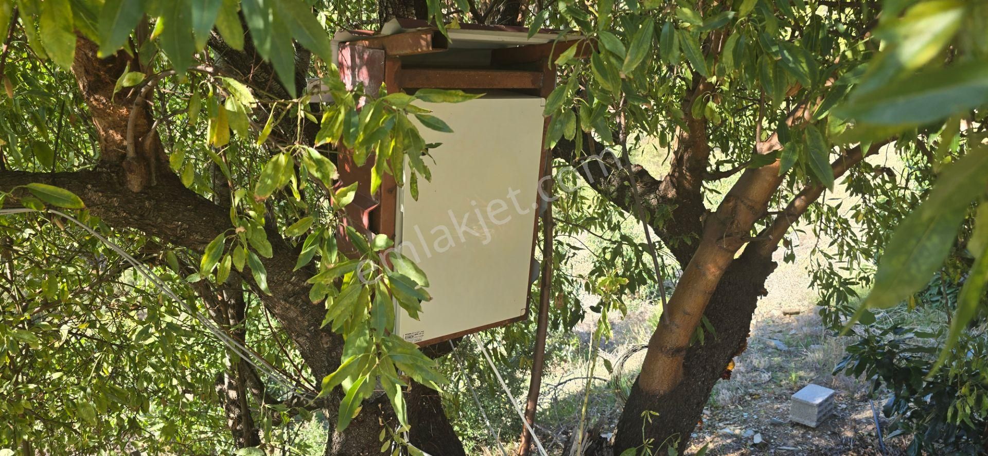 Mersin Anamur Satılık Avokado Bahçesi - Görsel 21