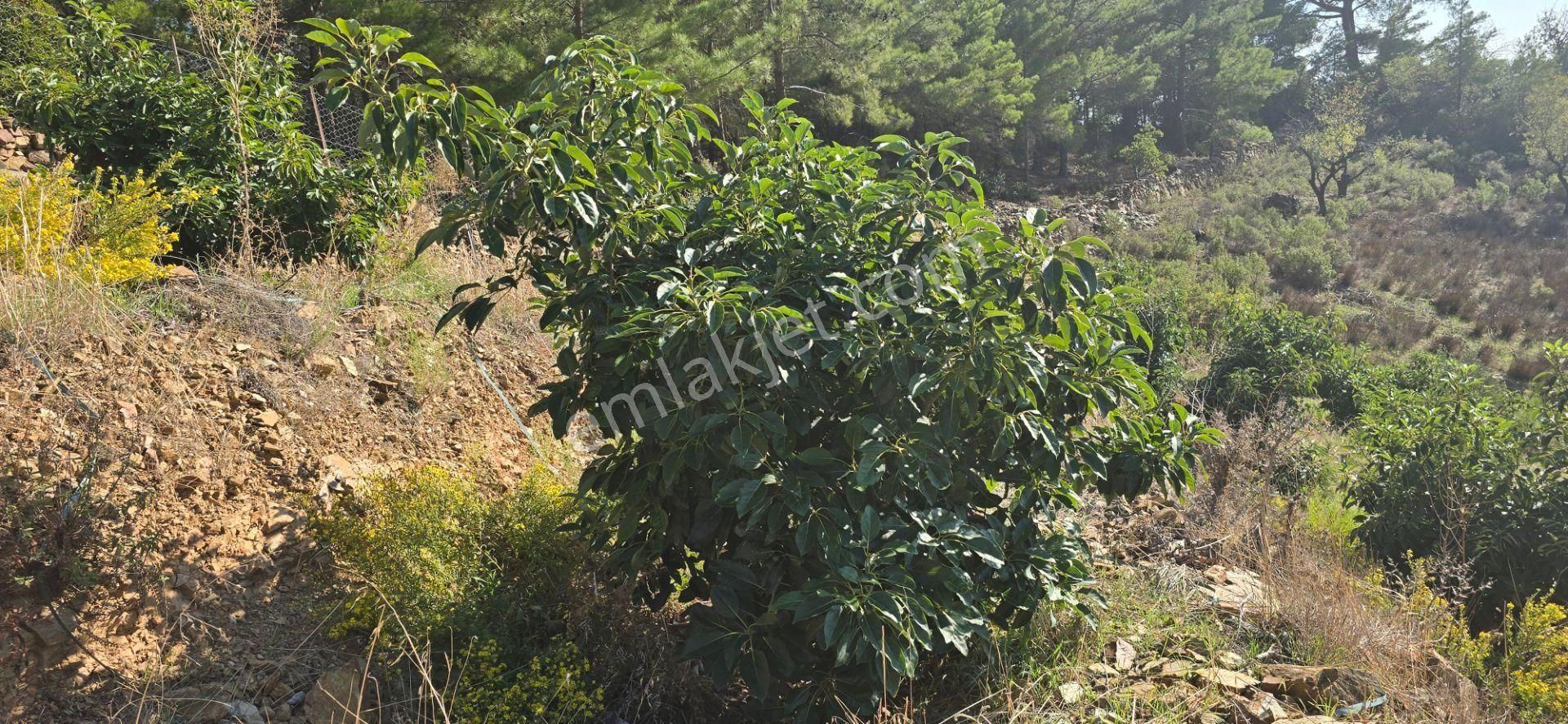 Mersin Anamur Satılık Avokado Bahçesi - Görsel 5