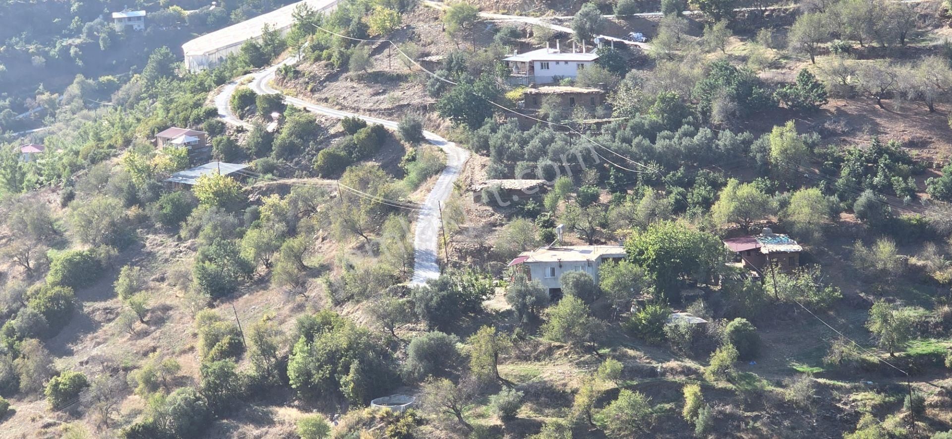 Mersin Anamur Satılık Avokado Bahçesi - Görsel 11