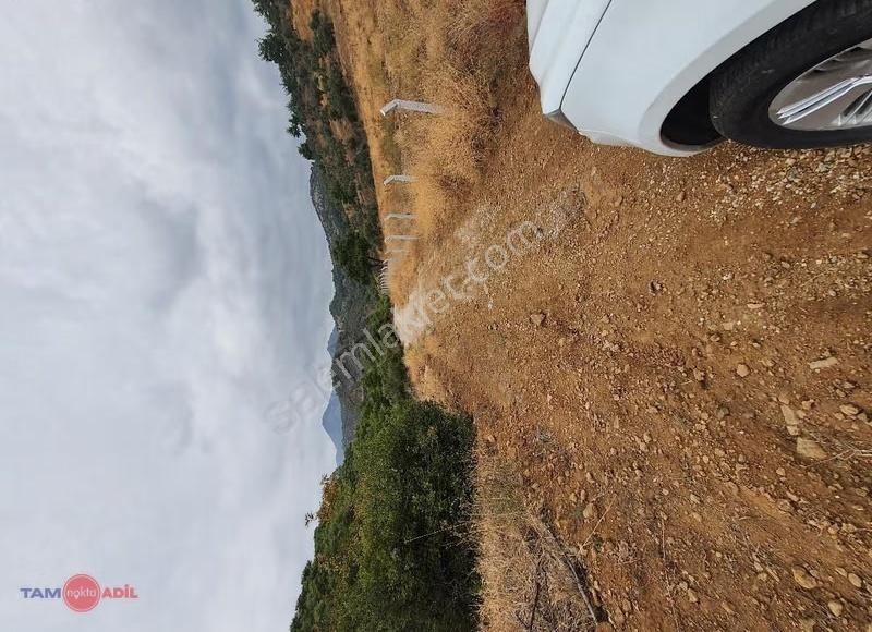 Sağancıda Satılık Zeytinlik