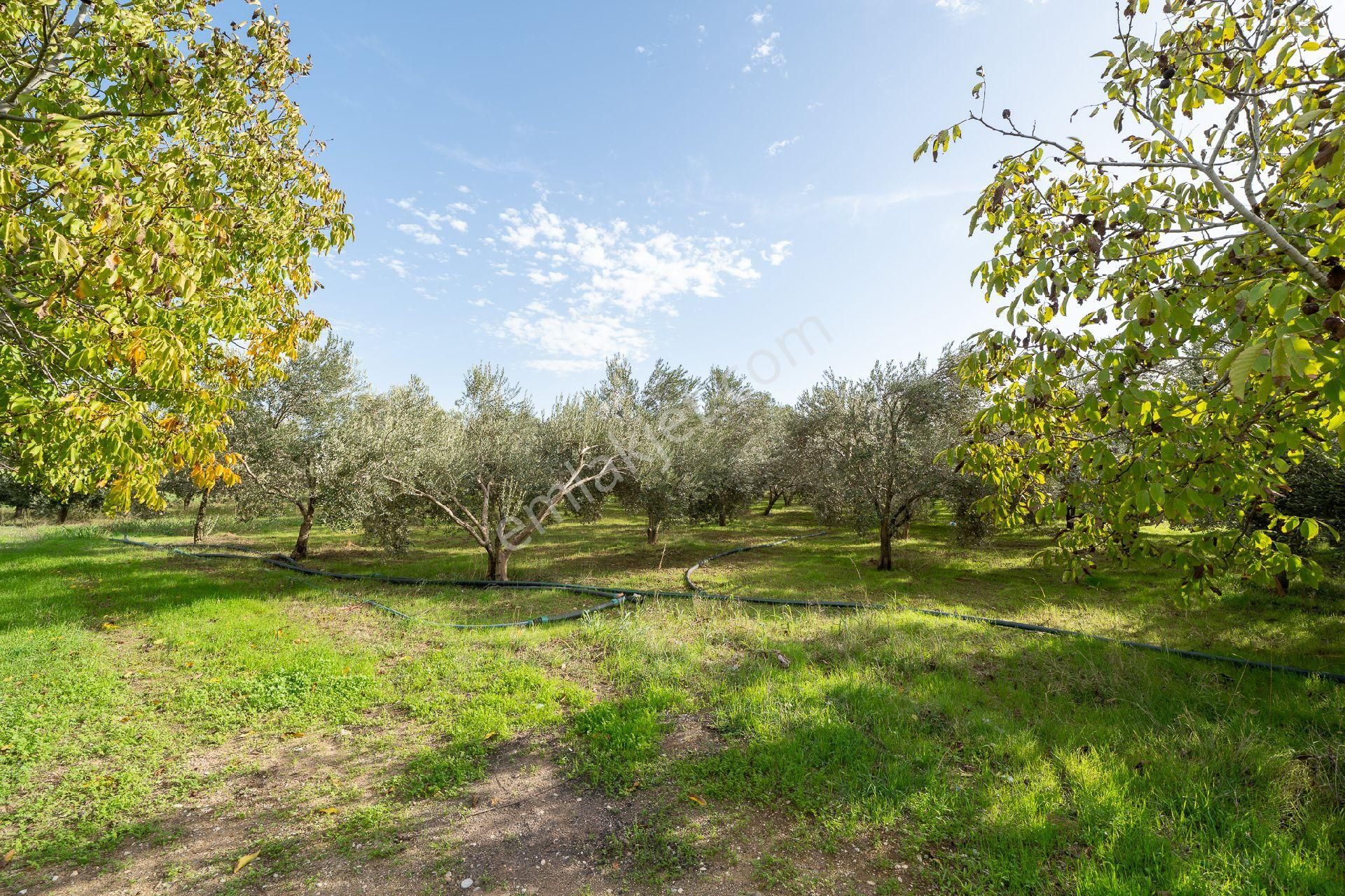 🌿 Menderes / Gümüldür Karayolu Üzerinde Eşsiz Fırsat Arazi! 🌿 - Görsel 29
