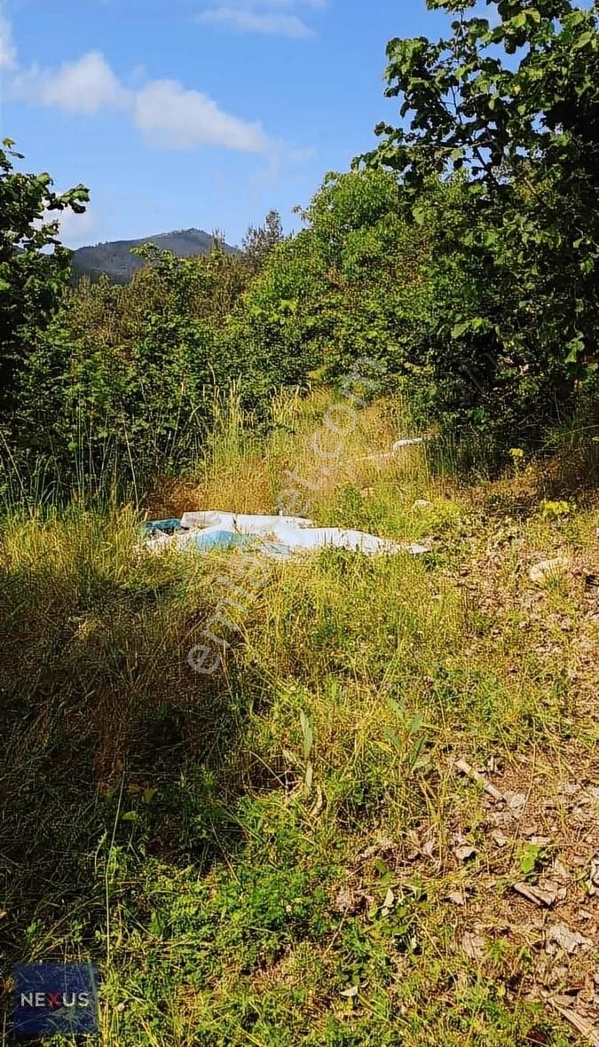 Sakarya Geyve Yaylak'da Satılık 4.dönüm Fındık Bahçesi - Görsel 4