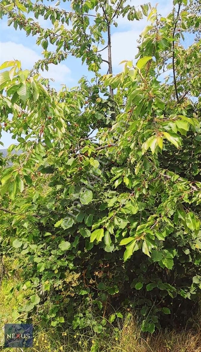 Sakarya Geyve Yaylak'da Satılık 4.dönüm Fındık Bahçesi - Görsel 7