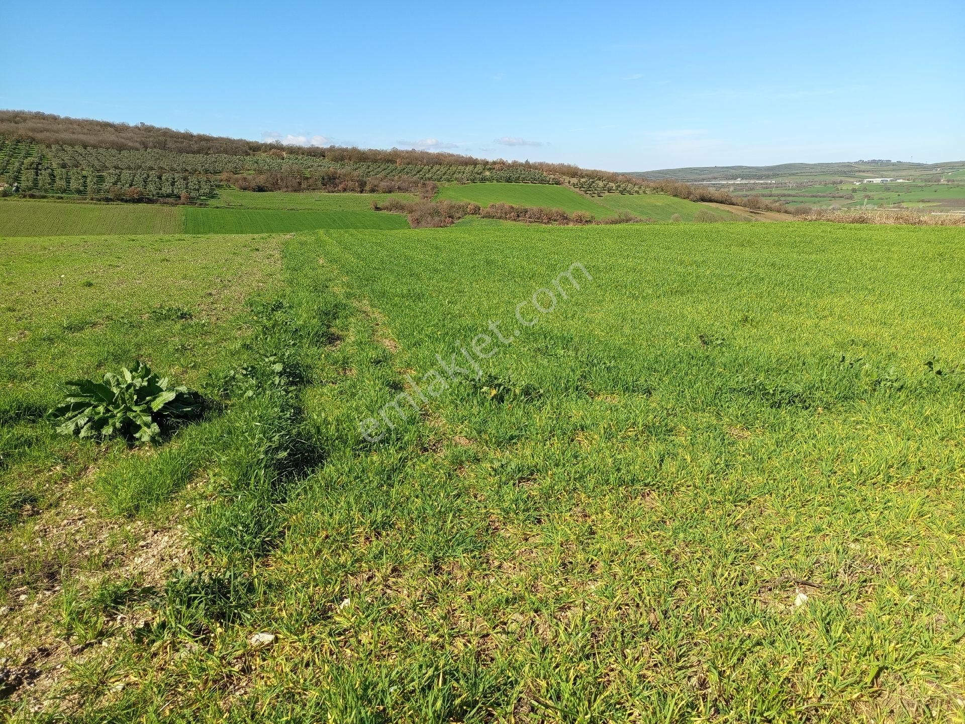 Nilüfer Çaylı Mahallesi Satılık 4.900 Mt2tarla - Görsel 13
