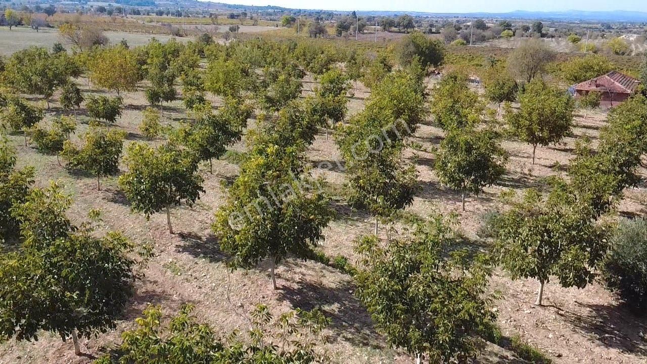 23.500 M2 Ev+elektrik+su Tam Verimde Cevizlik - Görsel 13