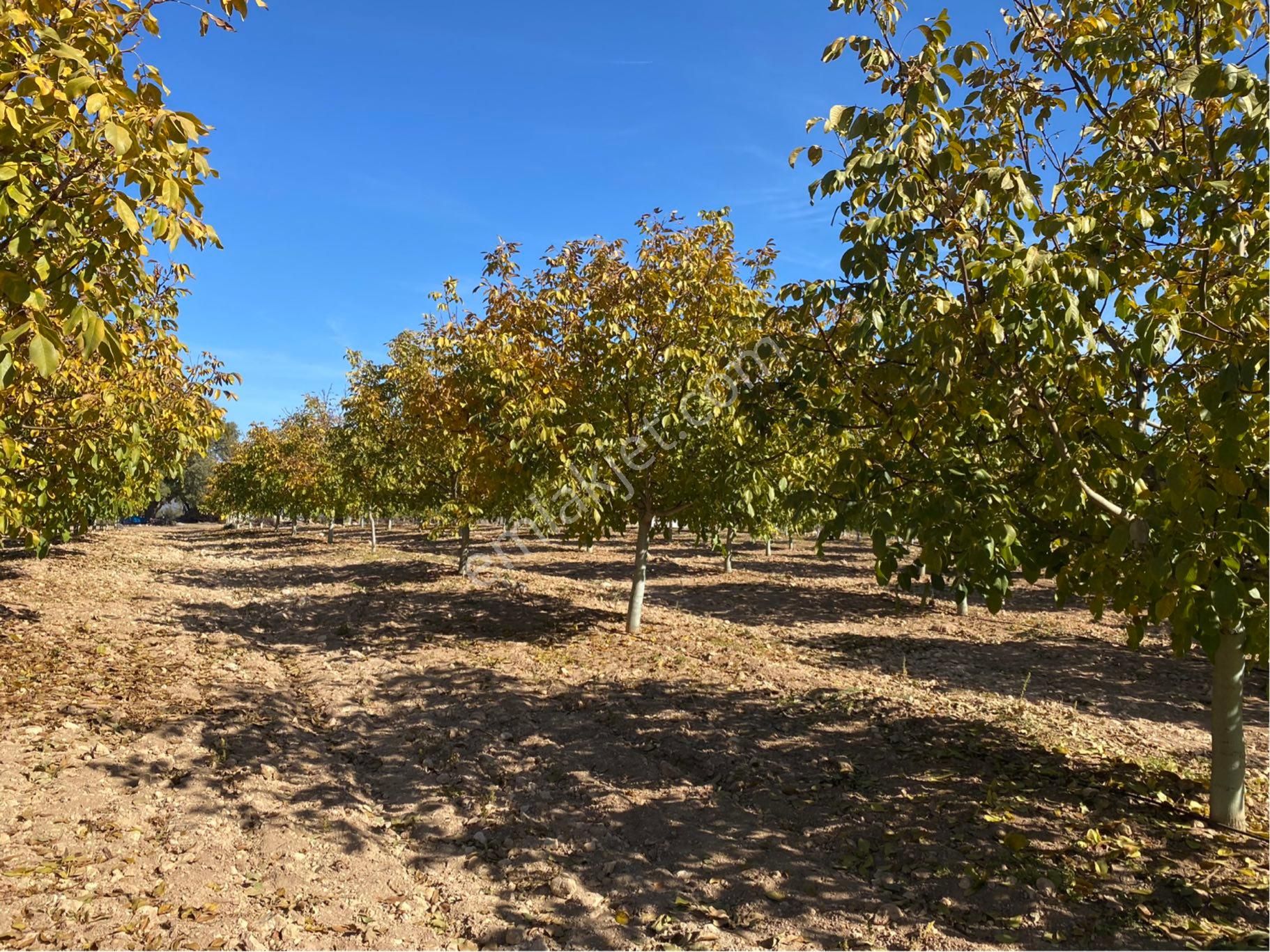 23.500 M2 Ev+elektrik+su Tam Verimde Cevizlik - Görsel 4
