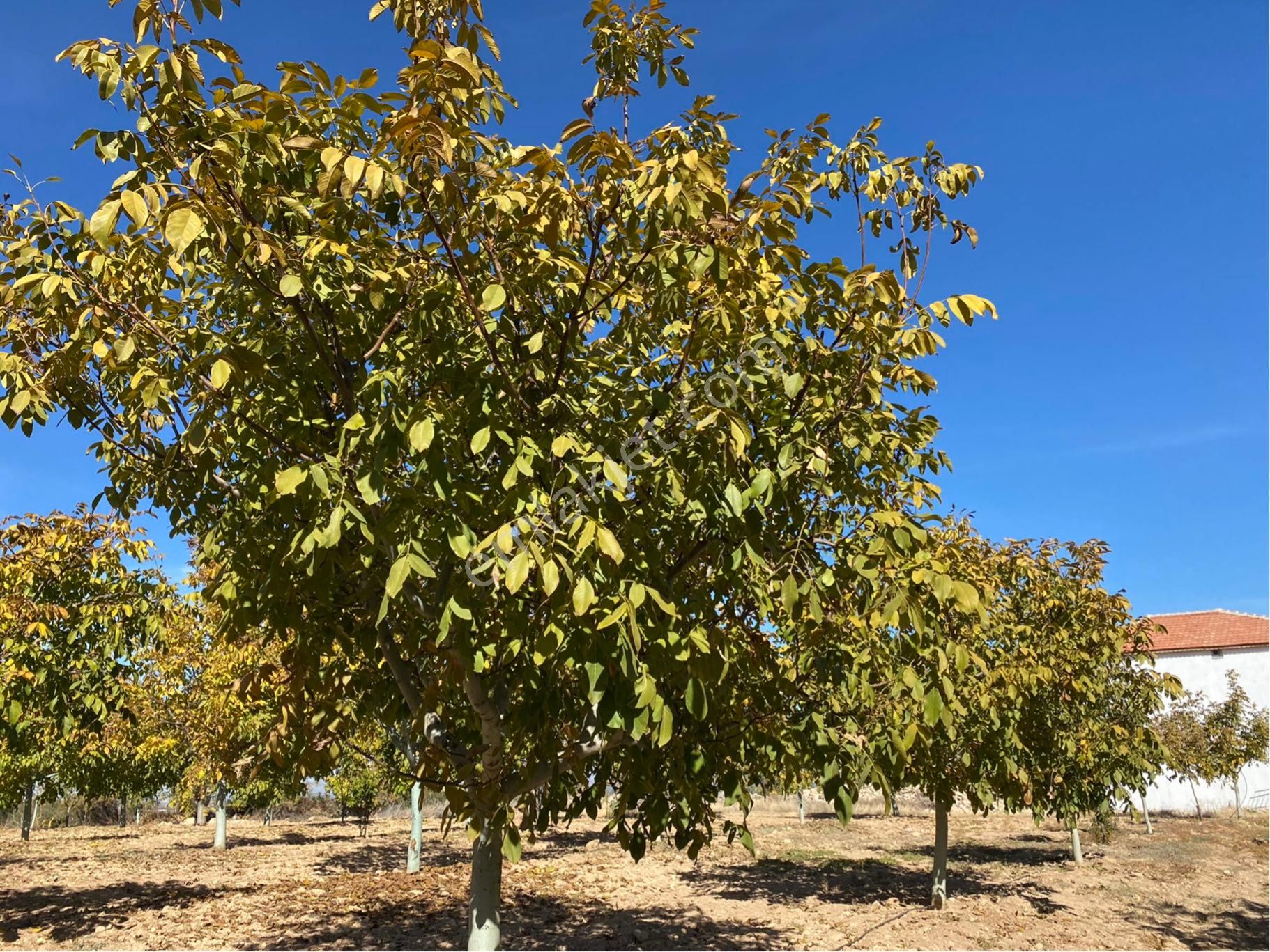 23.500 M2 Ev+elektrik+su Tam Verimde Cevizlik - Görsel 6