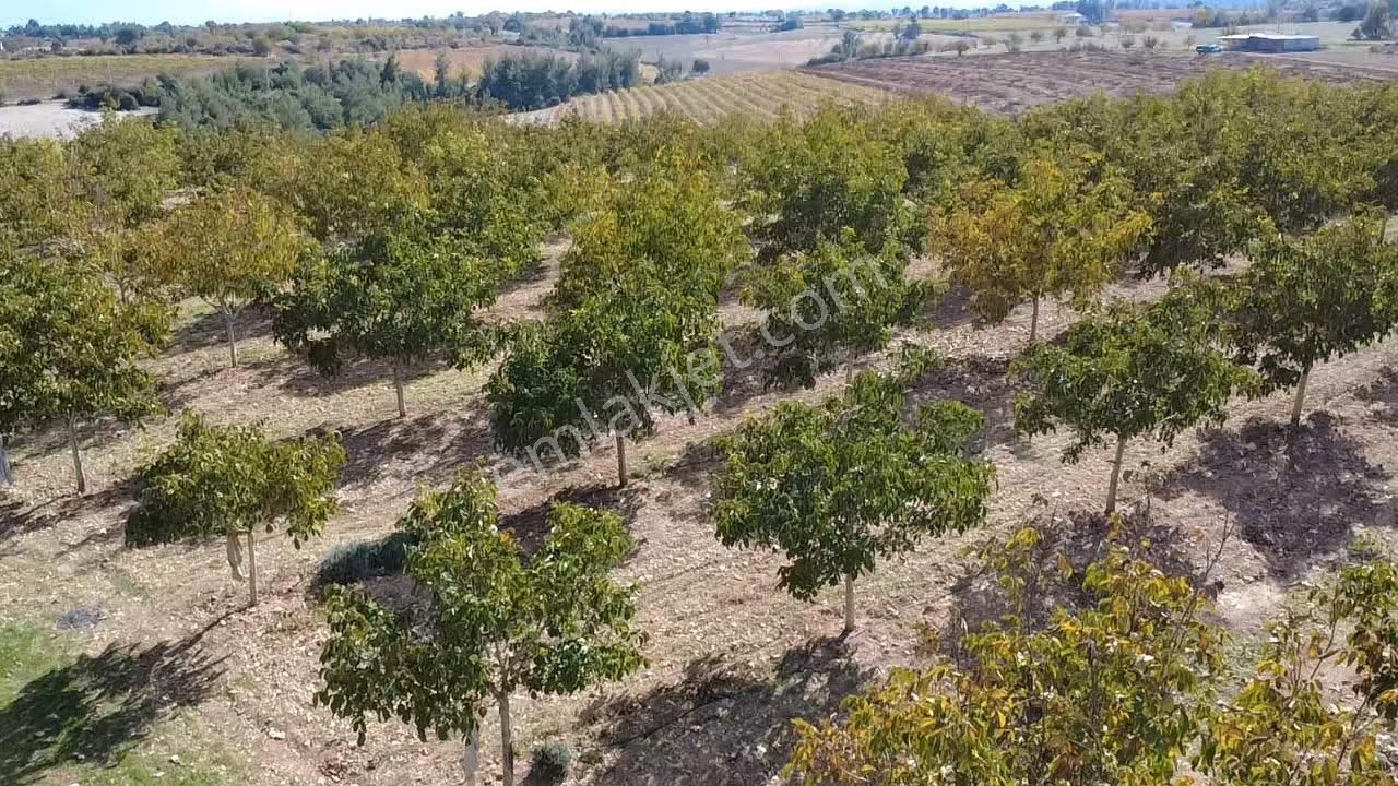 23.500 M2 Ev+elektrik+su Tam Verimde Cevizlik - Görsel 11