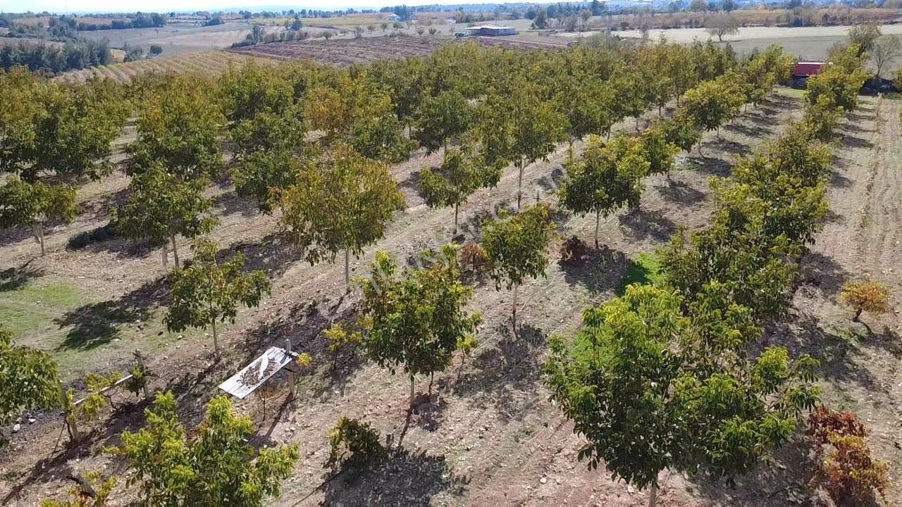 23.500 M2 Ev+elektrik+su Tam Verimde Cevizlik - Görsel 12