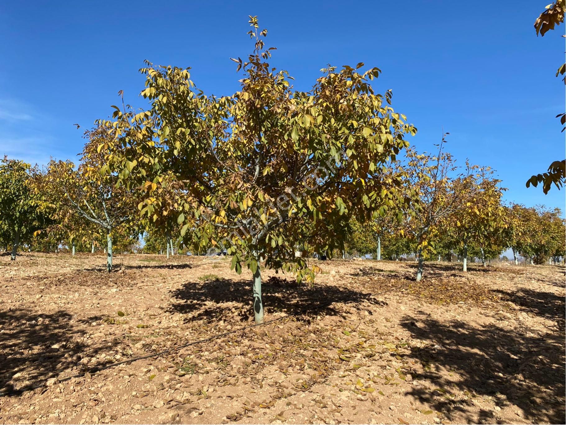 23.500 M2 Ev+elektrik+su Tam Verimde Cevizlik - Görsel 10