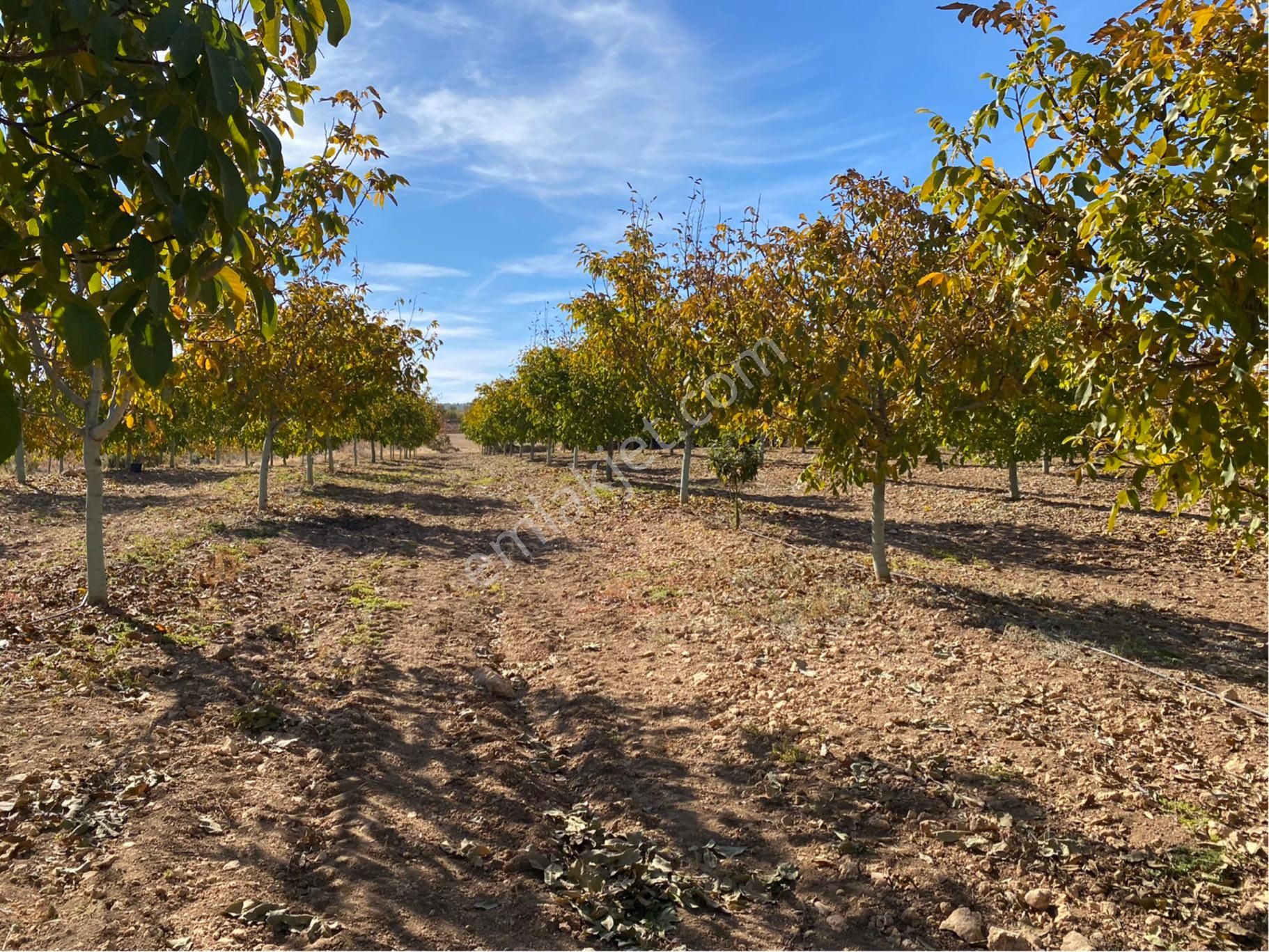 23.500 M2 Ev+elektrik+su Tam Verimde Cevizlik - Görsel 9