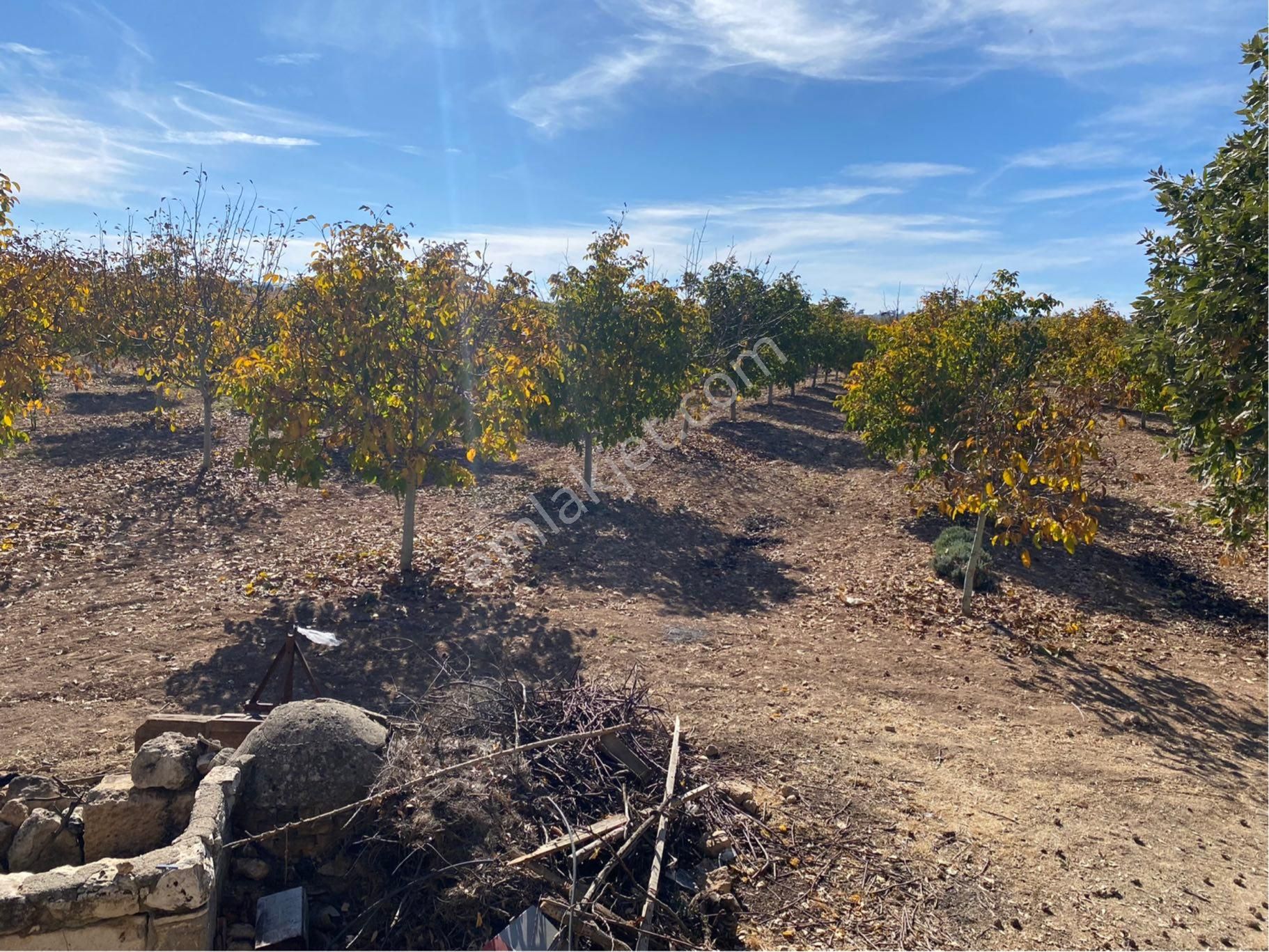 23.500 M2 Ev+elektrik+su Tam Verimde Cevizlik - Görsel 8