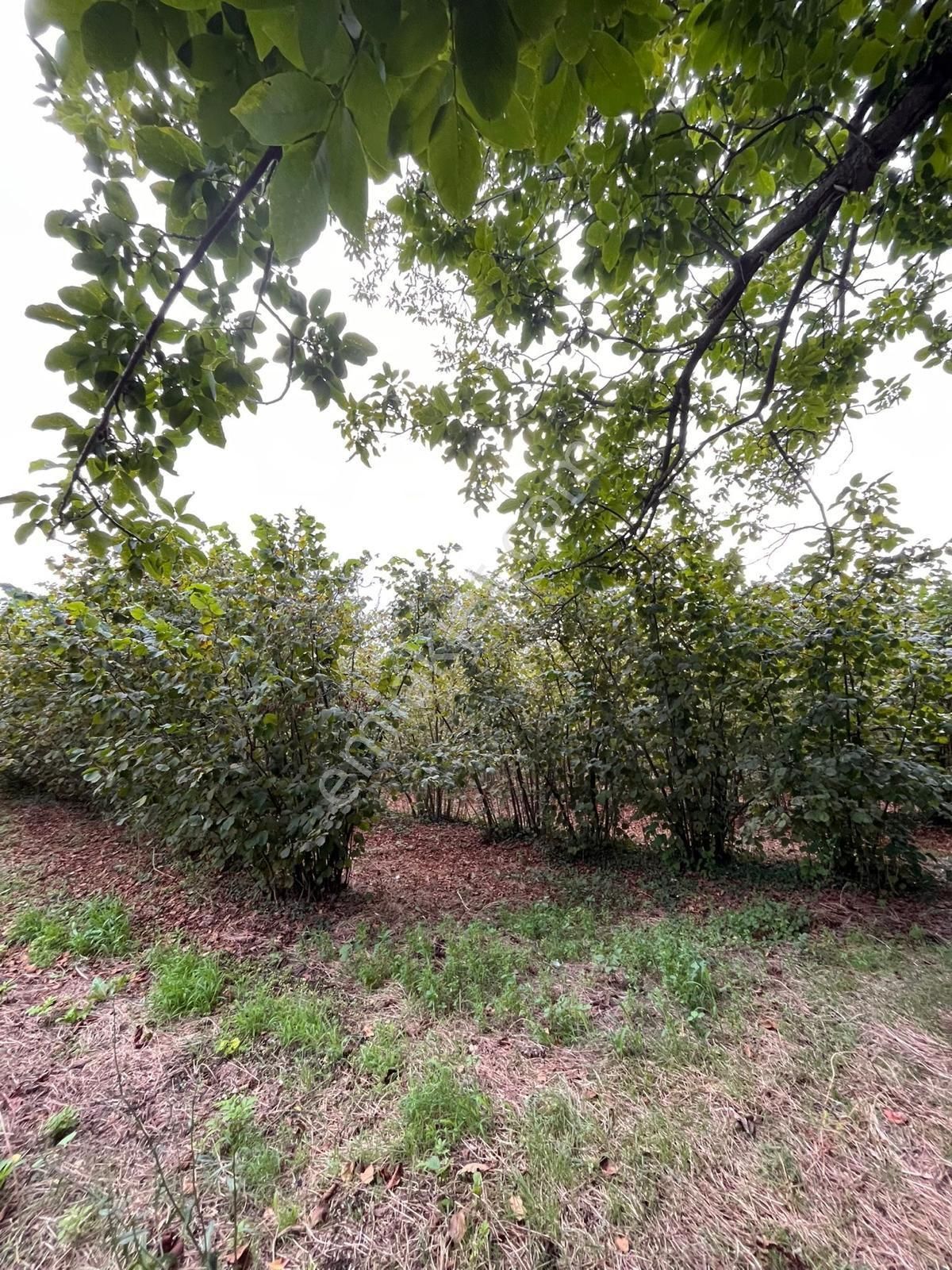 Acil Satılık Fındık Bahçesi Koy Merkezınde Topraklarıııkılı İçin Verımli - Görsel 3