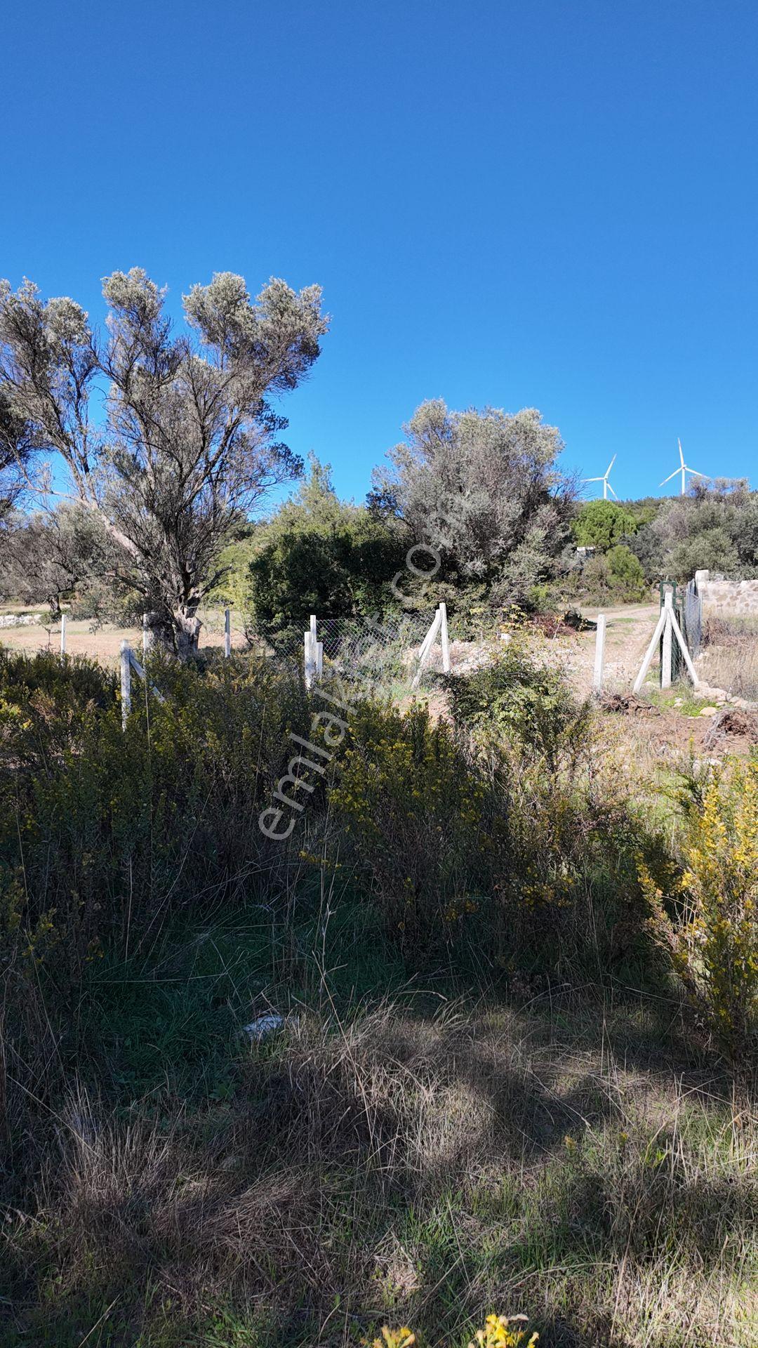 Bornova Yaka Mahallesinde Satılık 338 M2 Bağ Bahçe