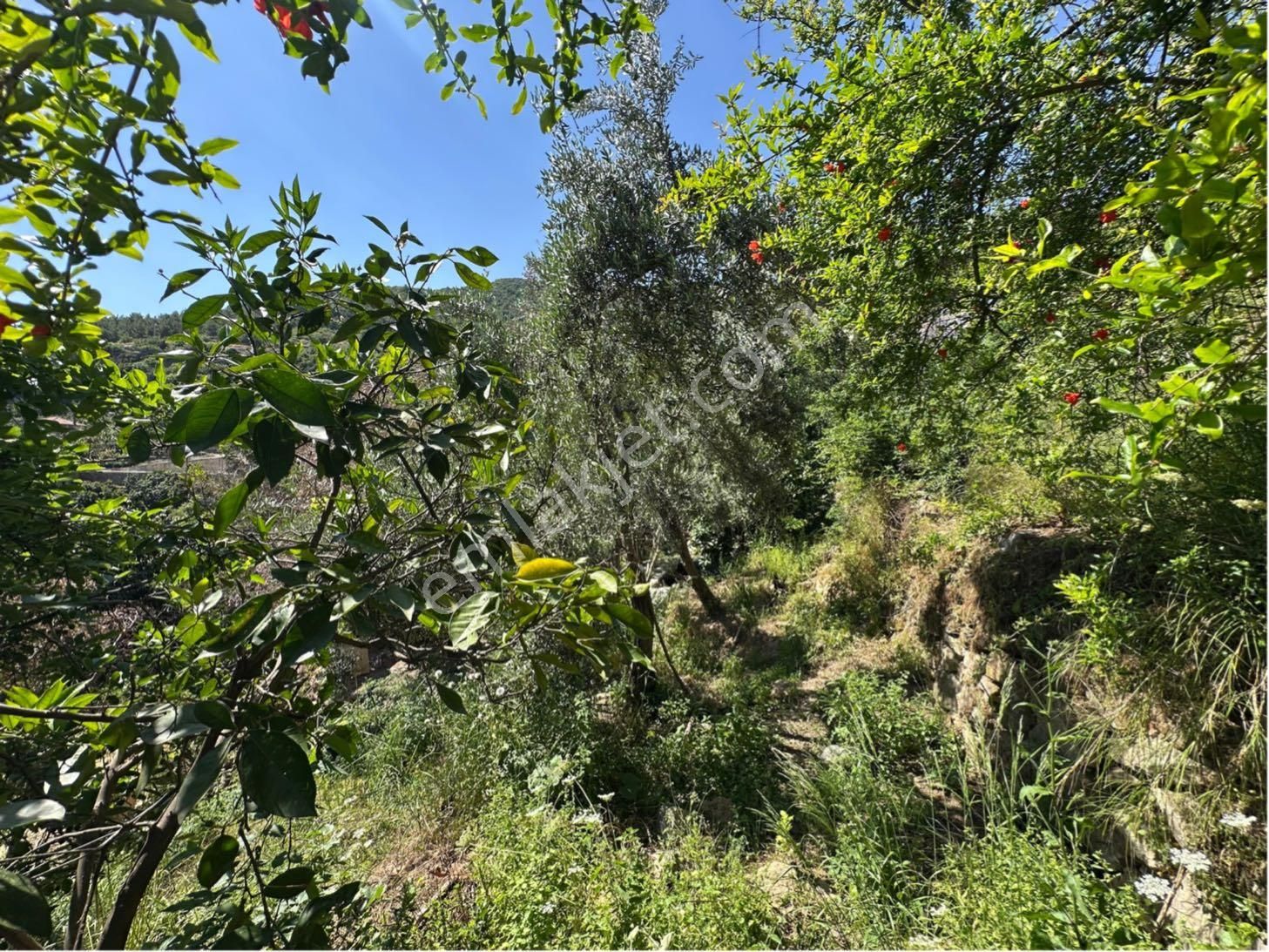 Alanya Hacımehmetli Mah. Deniz Manzaralı 2.400 M2 Satılık Arsa - Görsel 26