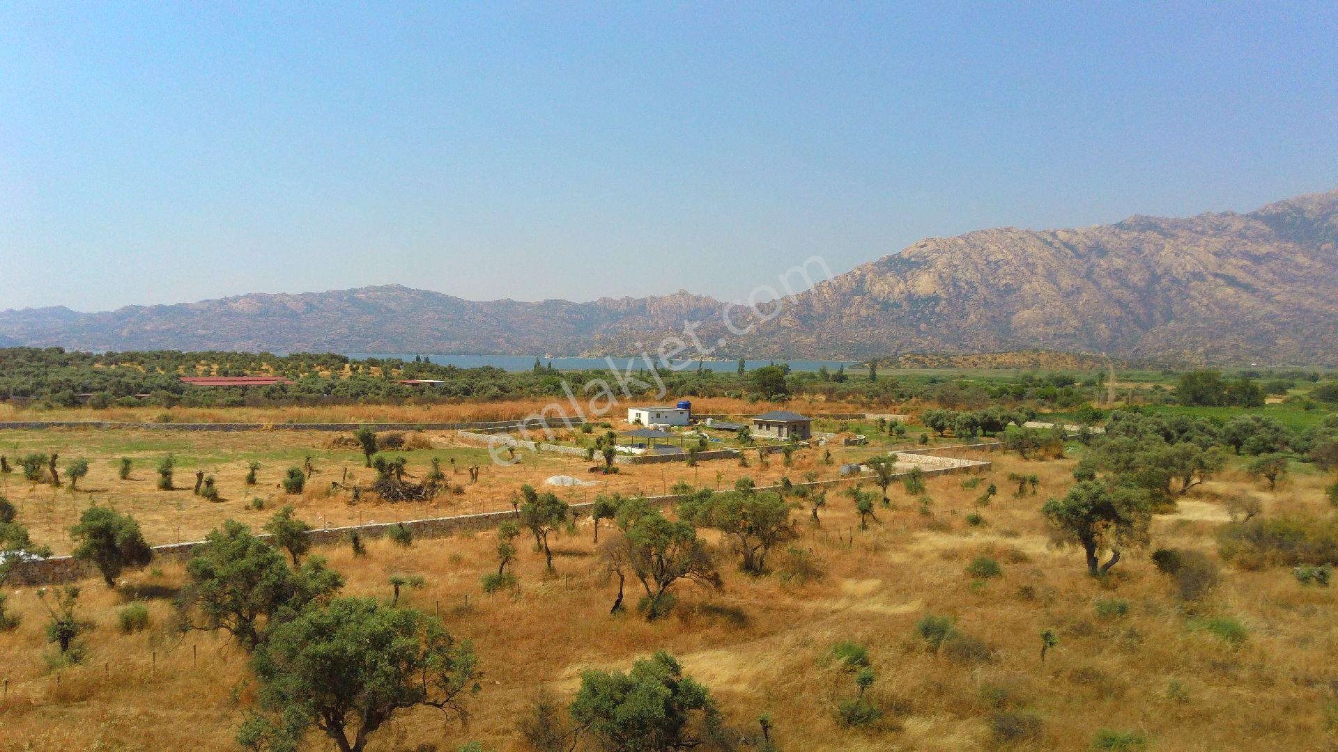 Milas Pınarcık Köyünde Dümdüz Satılık Zeytinlik - Görsel 3
