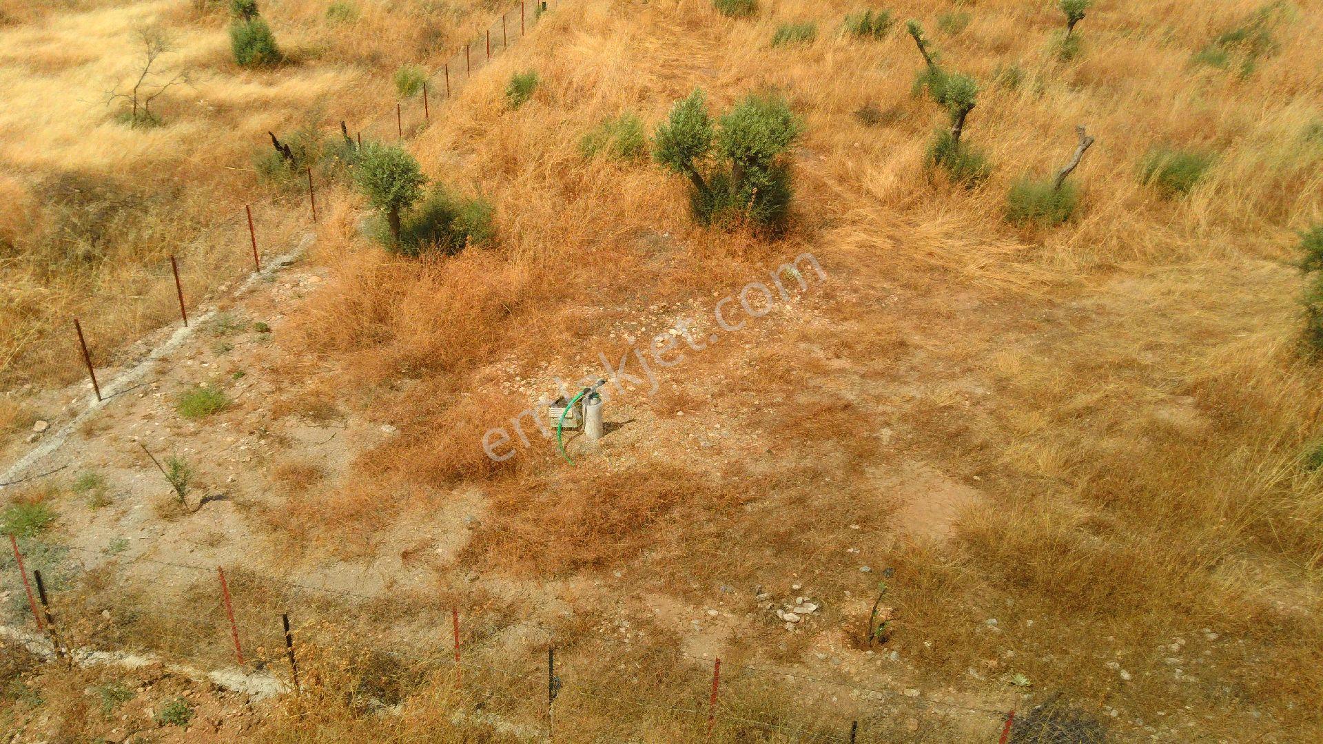 Milas Pınarcık Köyünde Dümdüz Satılık Zeytinlik - Görsel 9