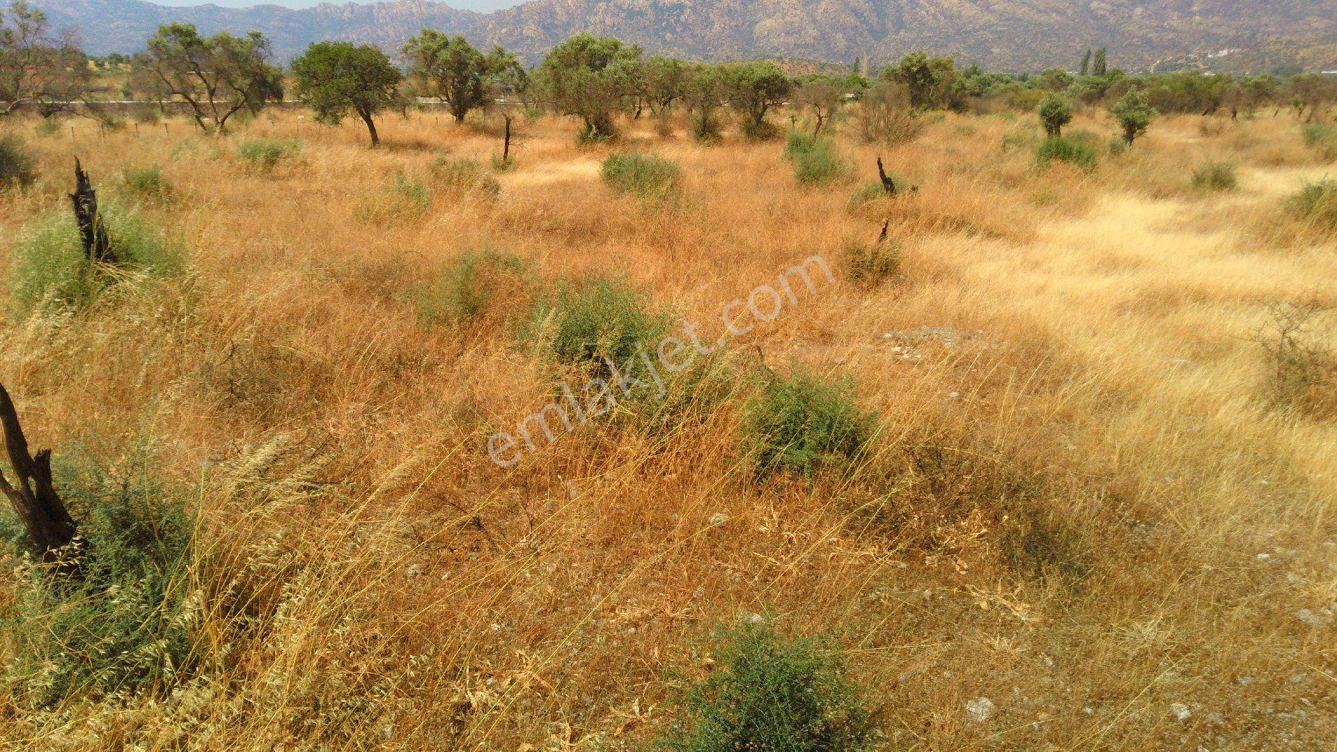 Milas Pınarcık Köyünde Dümdüz Satılık Zeytinlik - Görsel 10