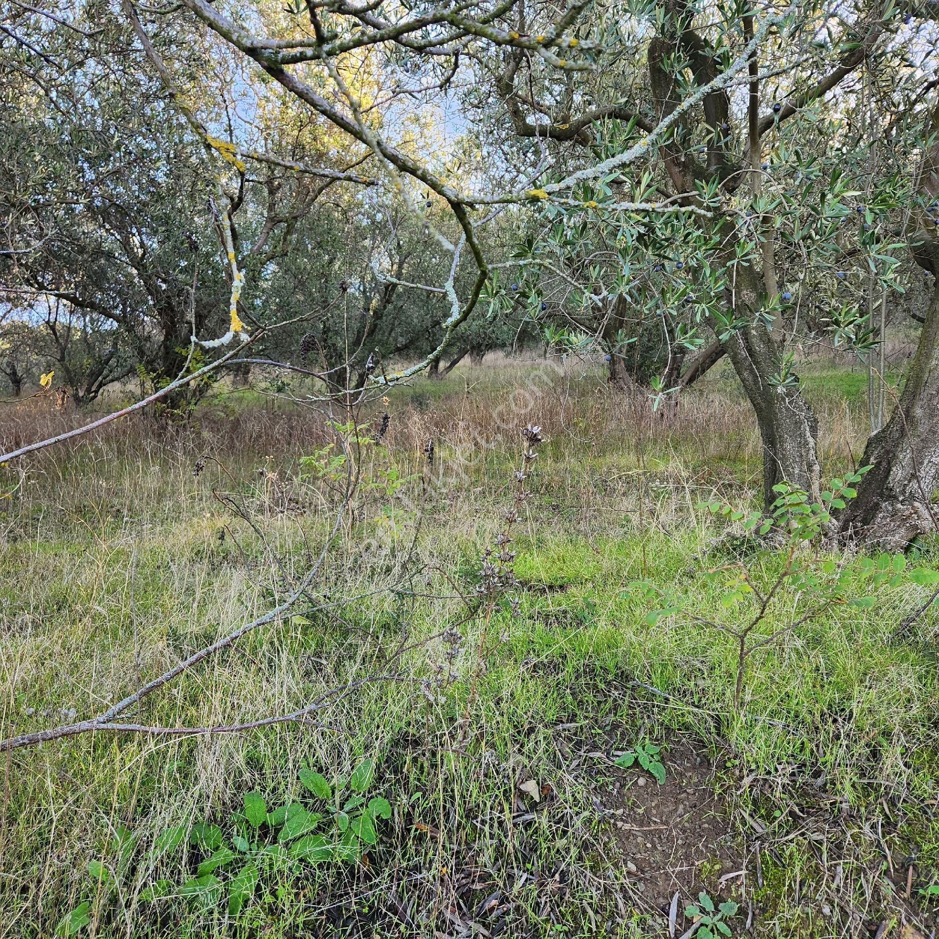 Yatırım Gayrımenkul Den Edıncık Te Denız Manzara Lı Kadastro Yoluna Cephe - Görsel 5