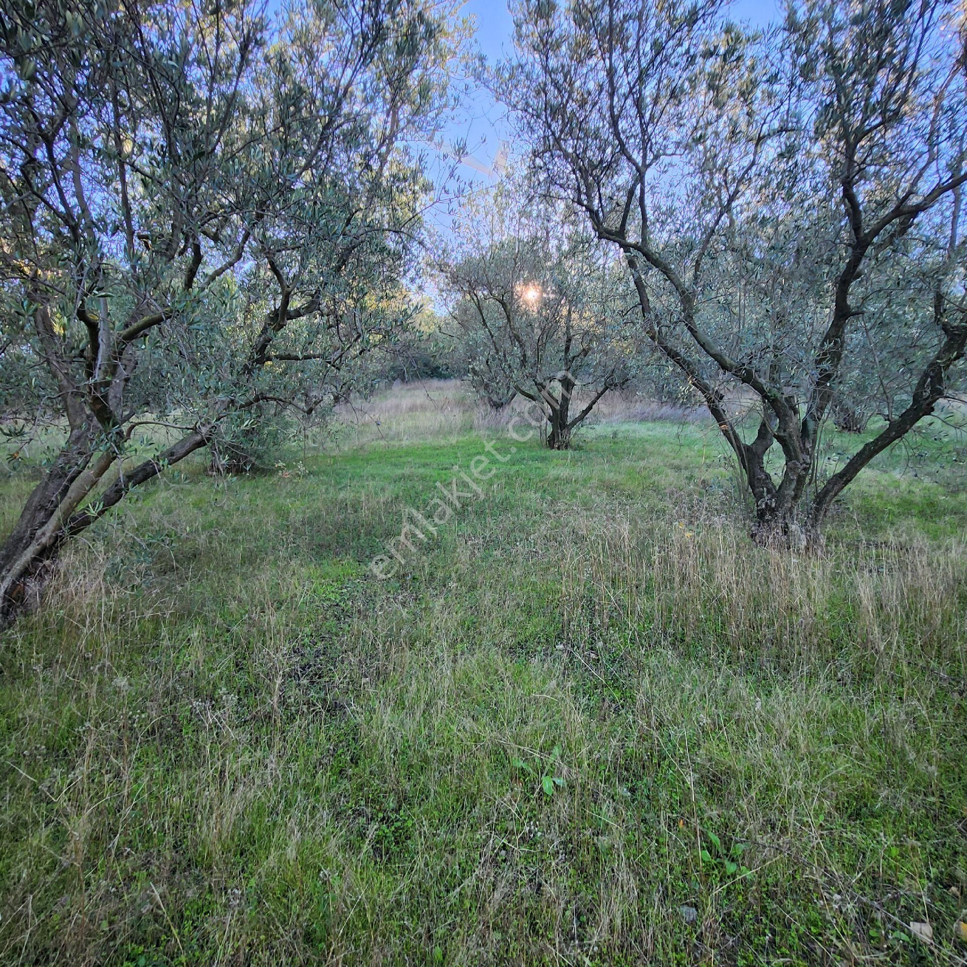 Yatırım Gayrımenkul Den Edıncık Te Denız Manzara Lı Kadastro Yoluna Cephe - Görsel 9