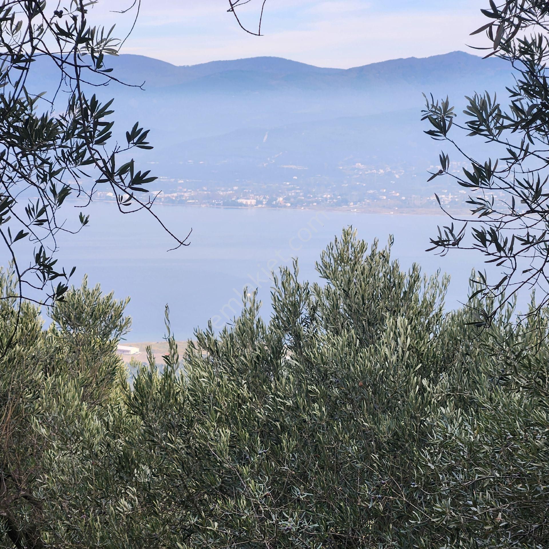 Yatırım Gayrımenkul Den Edıncık Te Denız Manza Lı Kadastro Yoluna Sıfır 4600 M2 Zeytınlık - Görsel 8