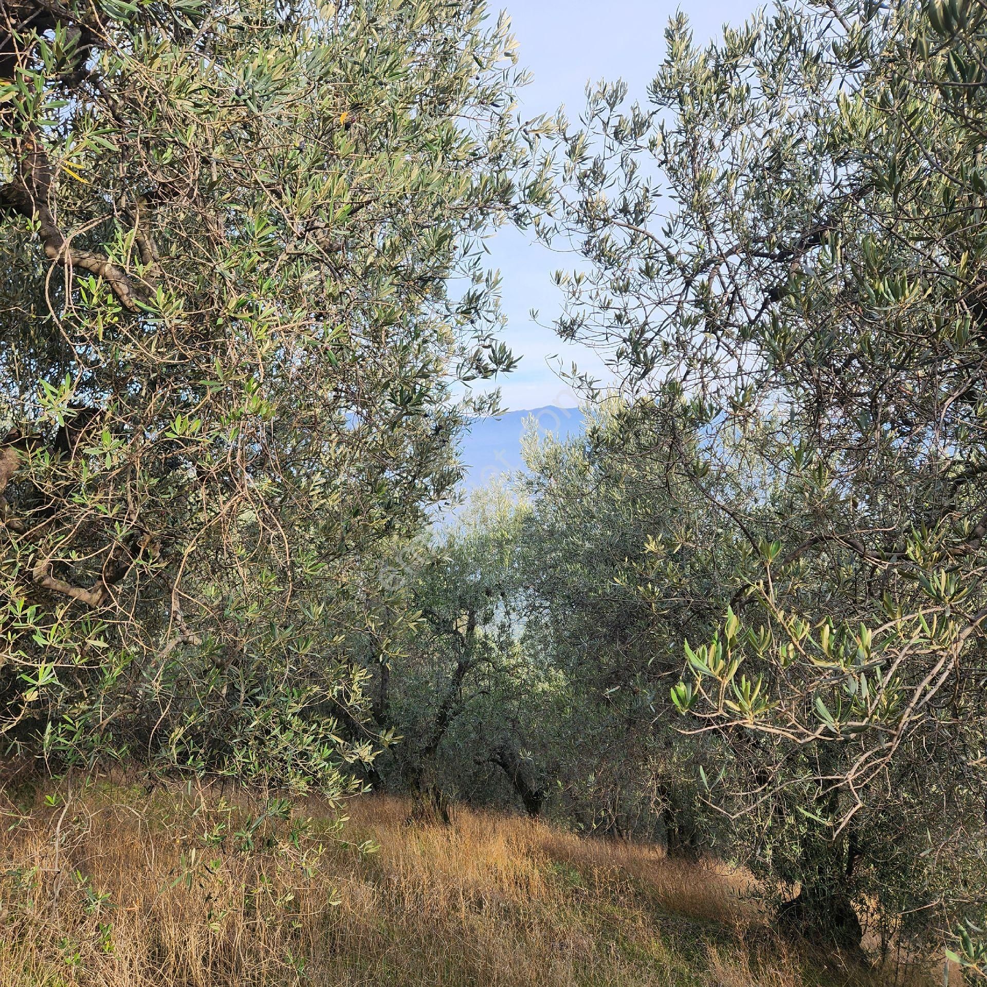 Yatırım Gayrımenkul Den Edıncık Te Denız Manza Lı Kadastro Yoluna Sıfır 4600 M2 Zeytınlık - Görsel 11