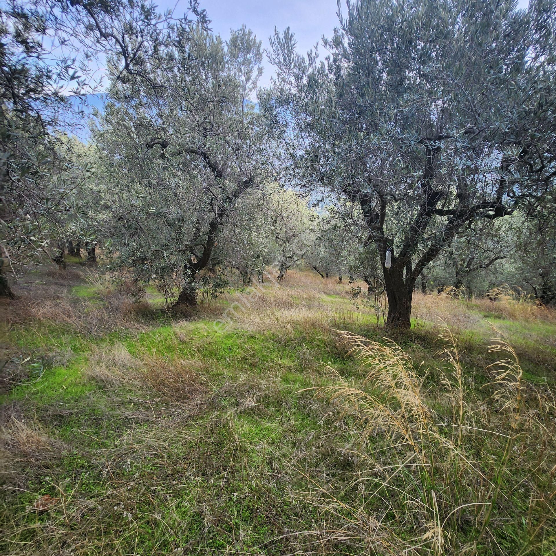 Yatırım Gayrımenkul Den Edıncık Te Denız Manza Lı Kadastro Yoluna Sıfır 4600 M2 Zeytınlık - Görsel 4
