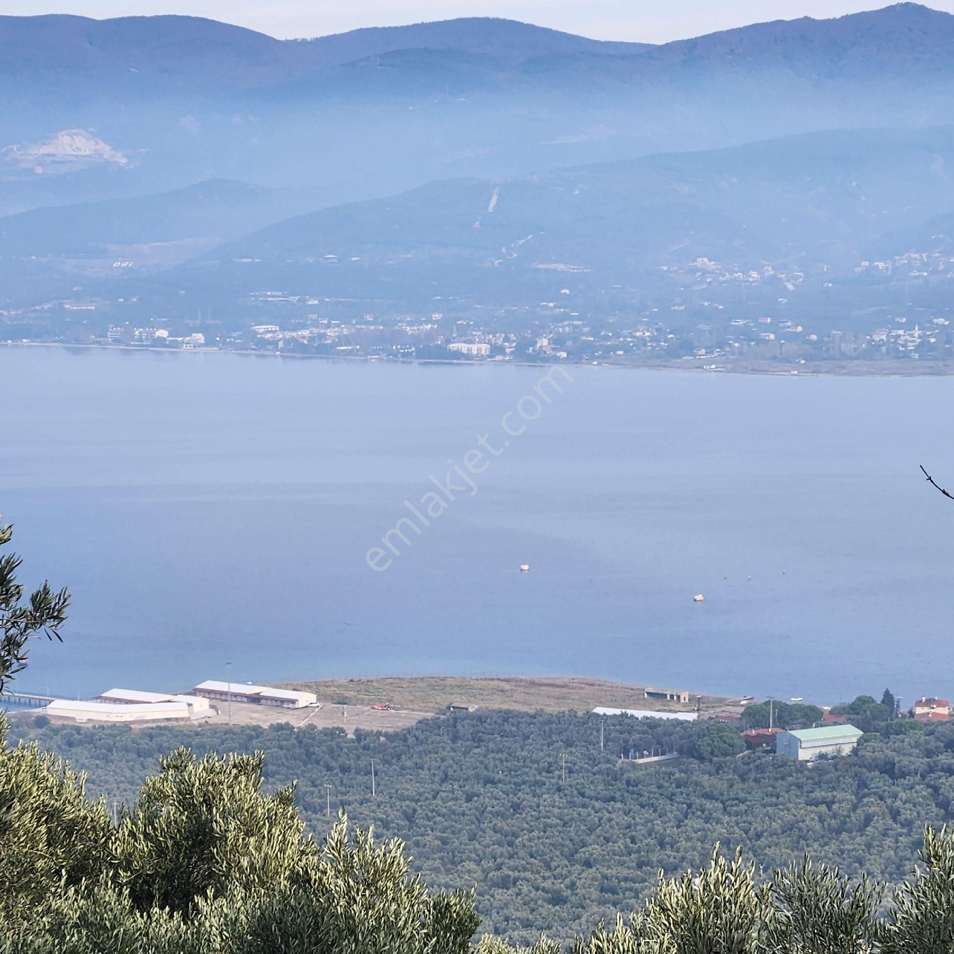 Yatırım Gayrımenkul Den Edıncık Te Denız Manza Lı Kadastro Yoluna Sıfır 4600 M2 Zeytınlık - Görsel 2
