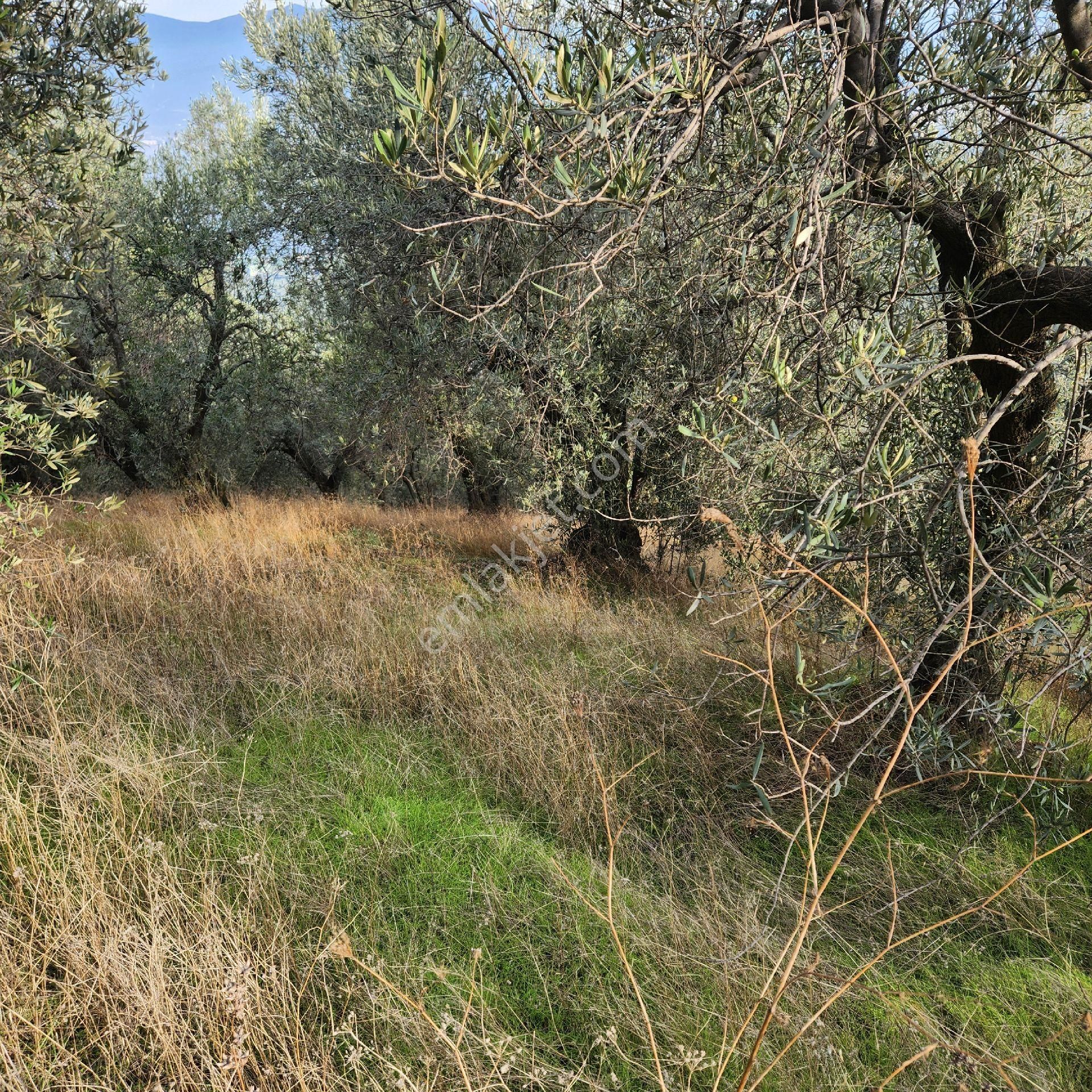 Yatırım Gayrımenkul Den Edıncık Te Denız Manza Lı Kadastro Yoluna Sıfır 4600 M2 Zeytınlık - Görsel 10