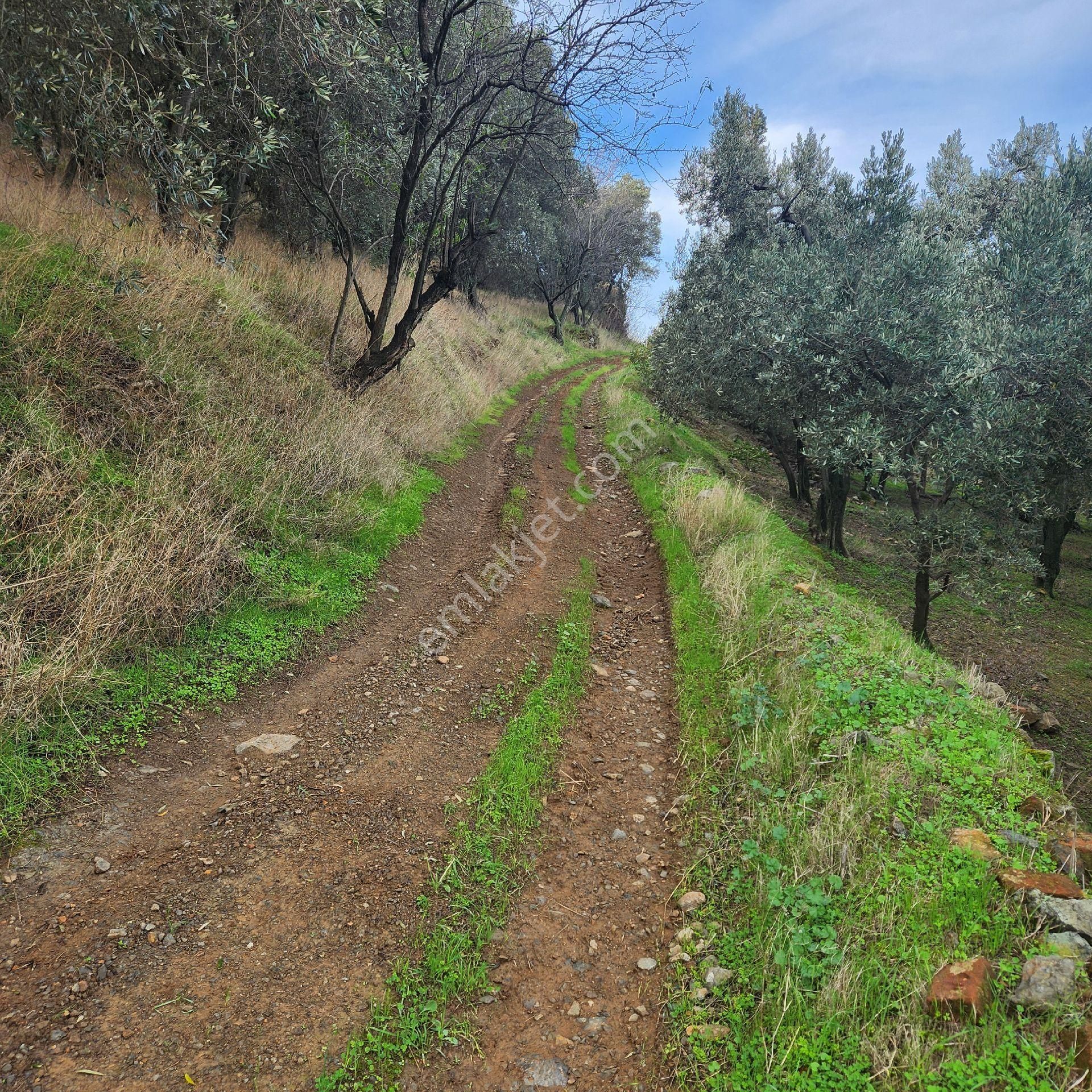 Yatırım Gayrımenkul Den Edıncık Te Denız Manza Lı Kadastro Yoluna Sıfır 4600 M2 Zeytınlık - Görsel 14