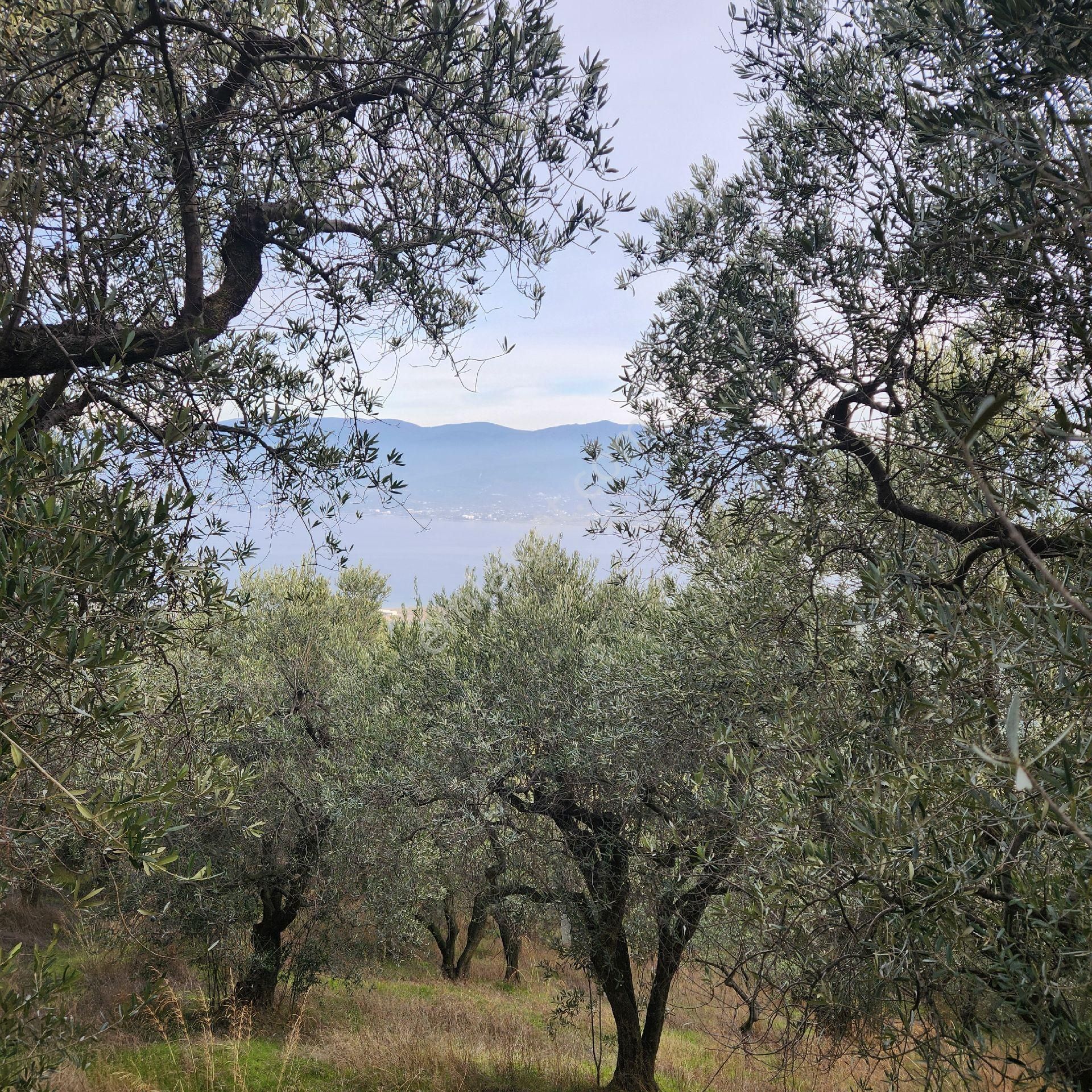 Yatırım Gayrımenkul Den Edıncık Te Denız Manza Lı Kadastro Yoluna Sıfır 4600 M2 Zeytınlık - Görsel 9