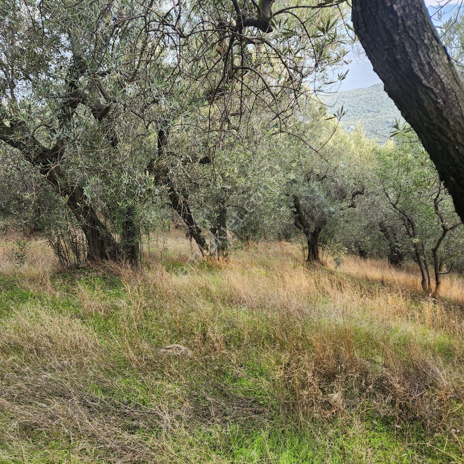 Yatırım Gayrımenkul Den Edıncık Te Denız Manza Lı Kadastro Yoluna Sıfır 4600 M2 Zeytınlık - Görsel 12