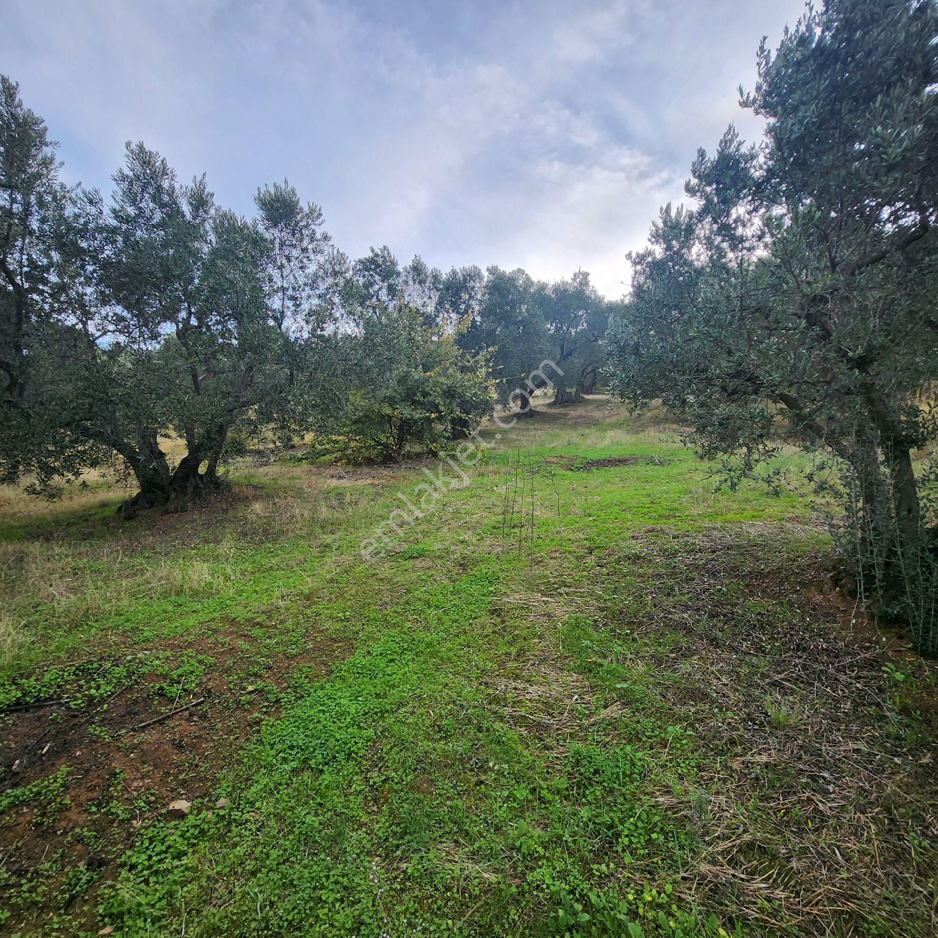 Yatırım Gayrımenkul Den Edıncık Mah Denız Manzası Kadastro Yoluna Cephe 2969 - Görsel 4