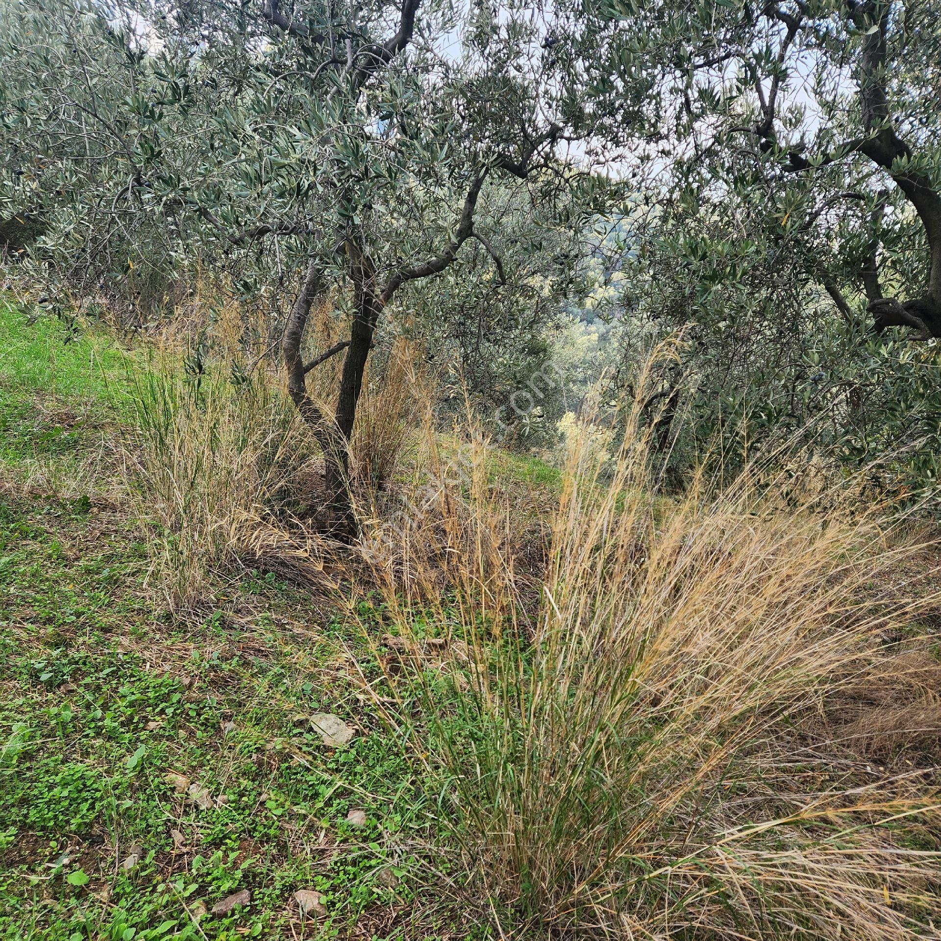 Yatırım Gayrımenkul Den Edıncık Mah Denız Manzası Kadastro Yoluna Cephe 2969 - Görsel 6