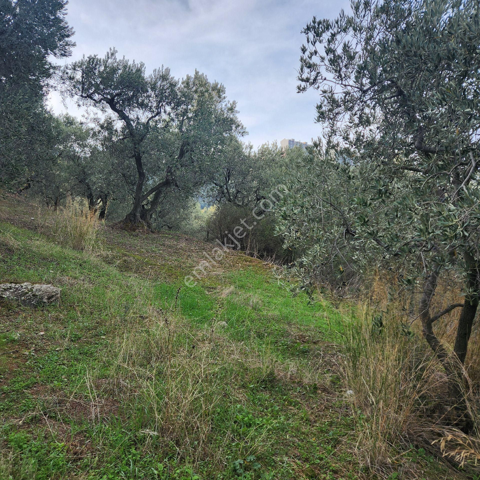 Yatırım Gayrımenkul Den Edıncık Mah Denız Manzası Kadastro Yoluna Cephe 2969 - Görsel 8