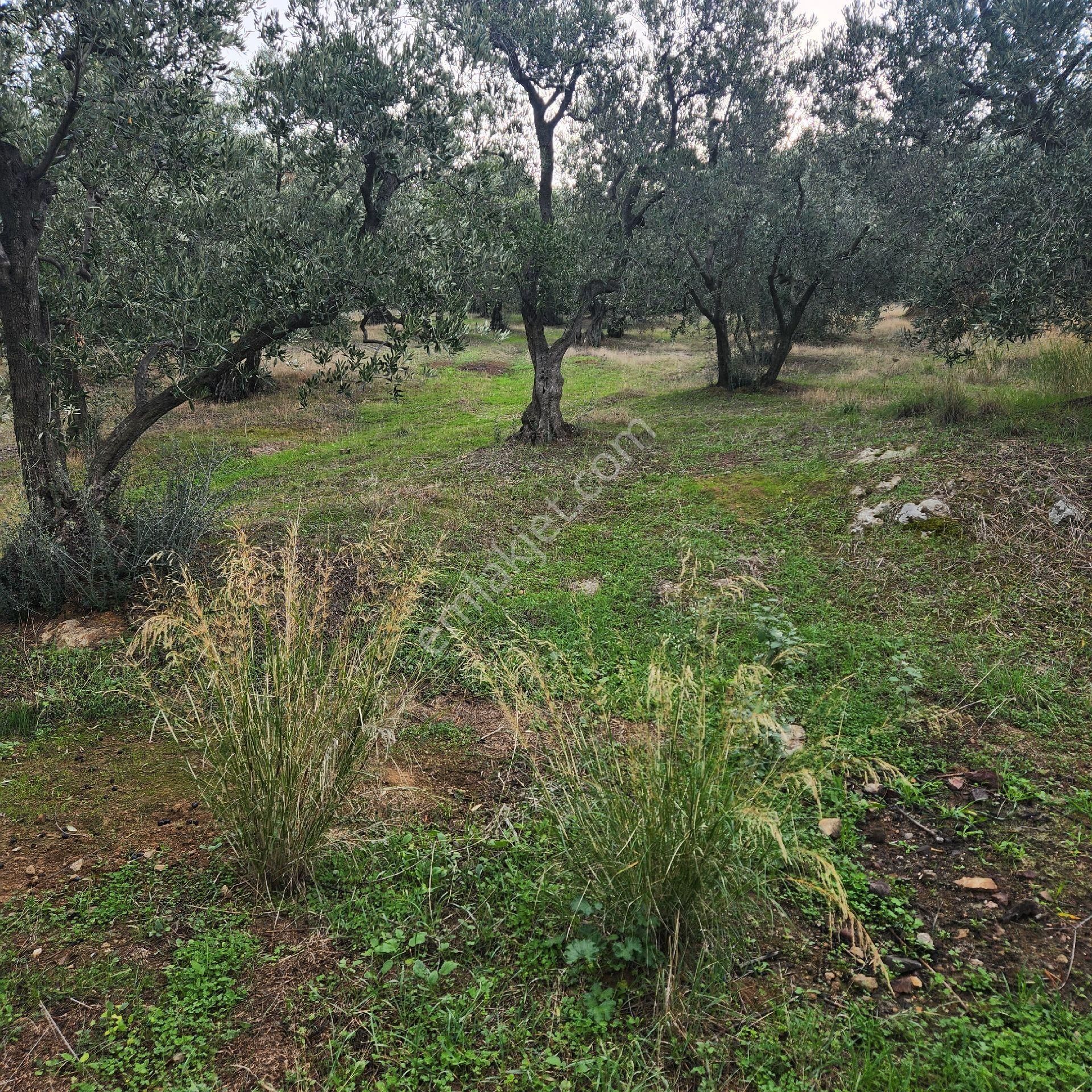 Yatırım Gayrımenkul Den Edıncık Mah Denız Manzası Kadastro Yoluna Cephe 2969 - Görsel 9