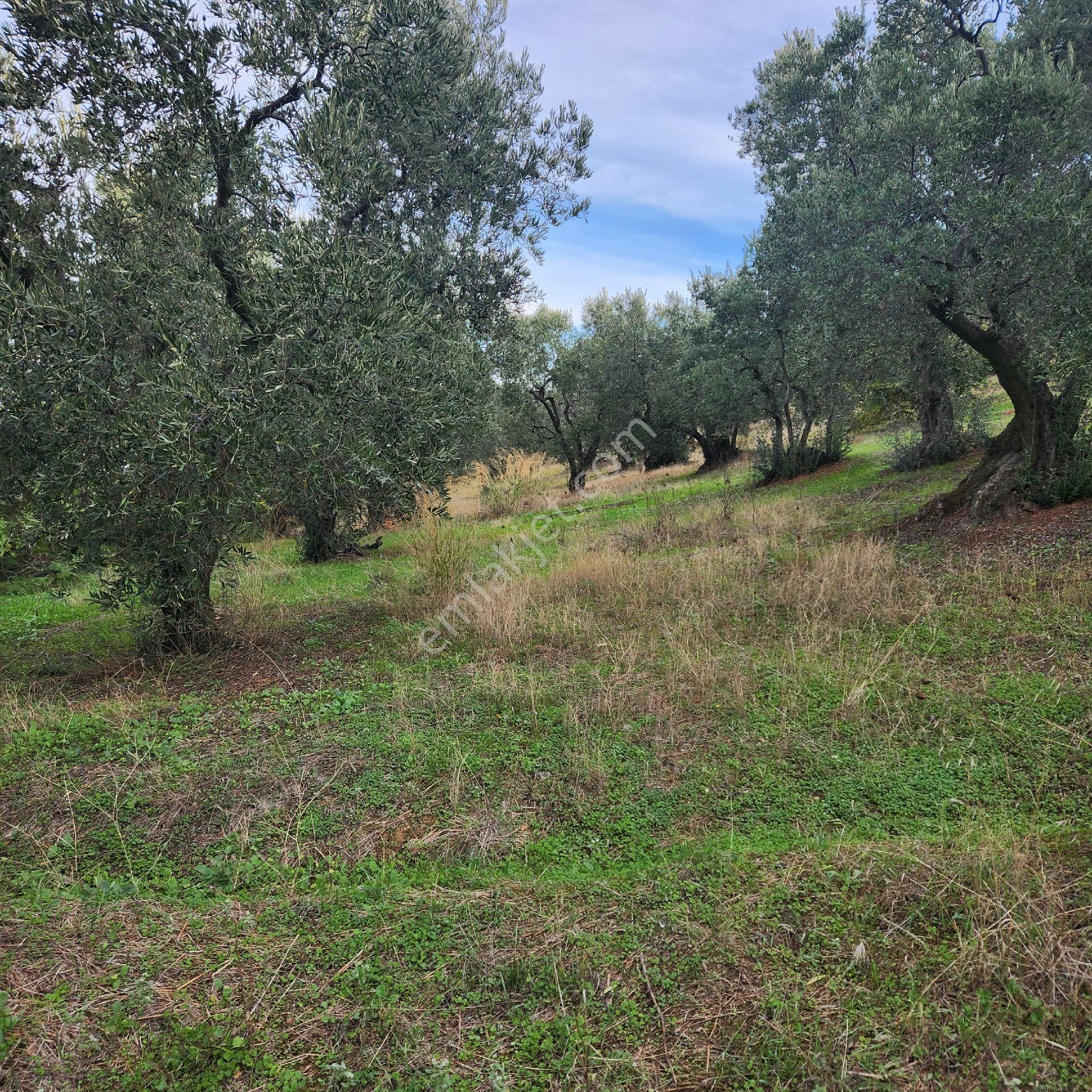 Yatırım Gayrımenkul Den Edıncık Mah Denız Manzası Kadastro Yoluna Cephe 2969 - Görsel 5