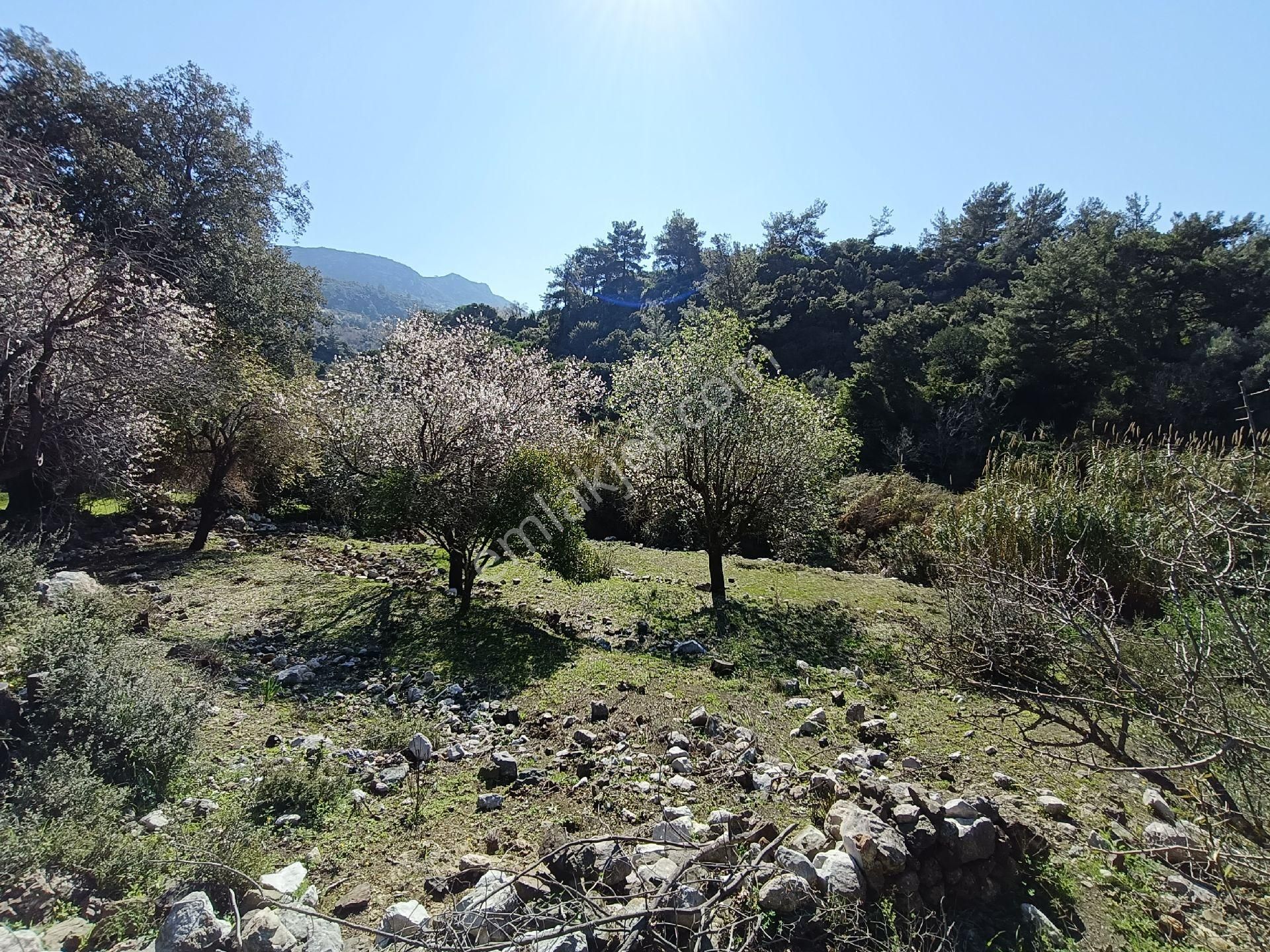 Joker: Marmaris Söğüt Yol Cephe Yatırıma Uygun Tarla - Görsel 11