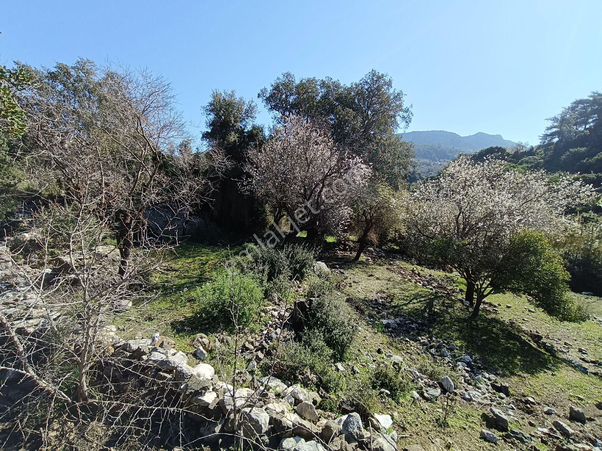 Joker: Marmaris Söğüt Yol Cephe Yatırıma Uygun Tarla - Görsel 2