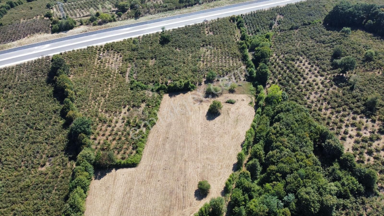 Karasu Karamüezzinler Mah. Karasu-kaynarca Duble Yoluna Cepheli 15.714 M2 Satılık Fındık Bahçesi - Görsel 10