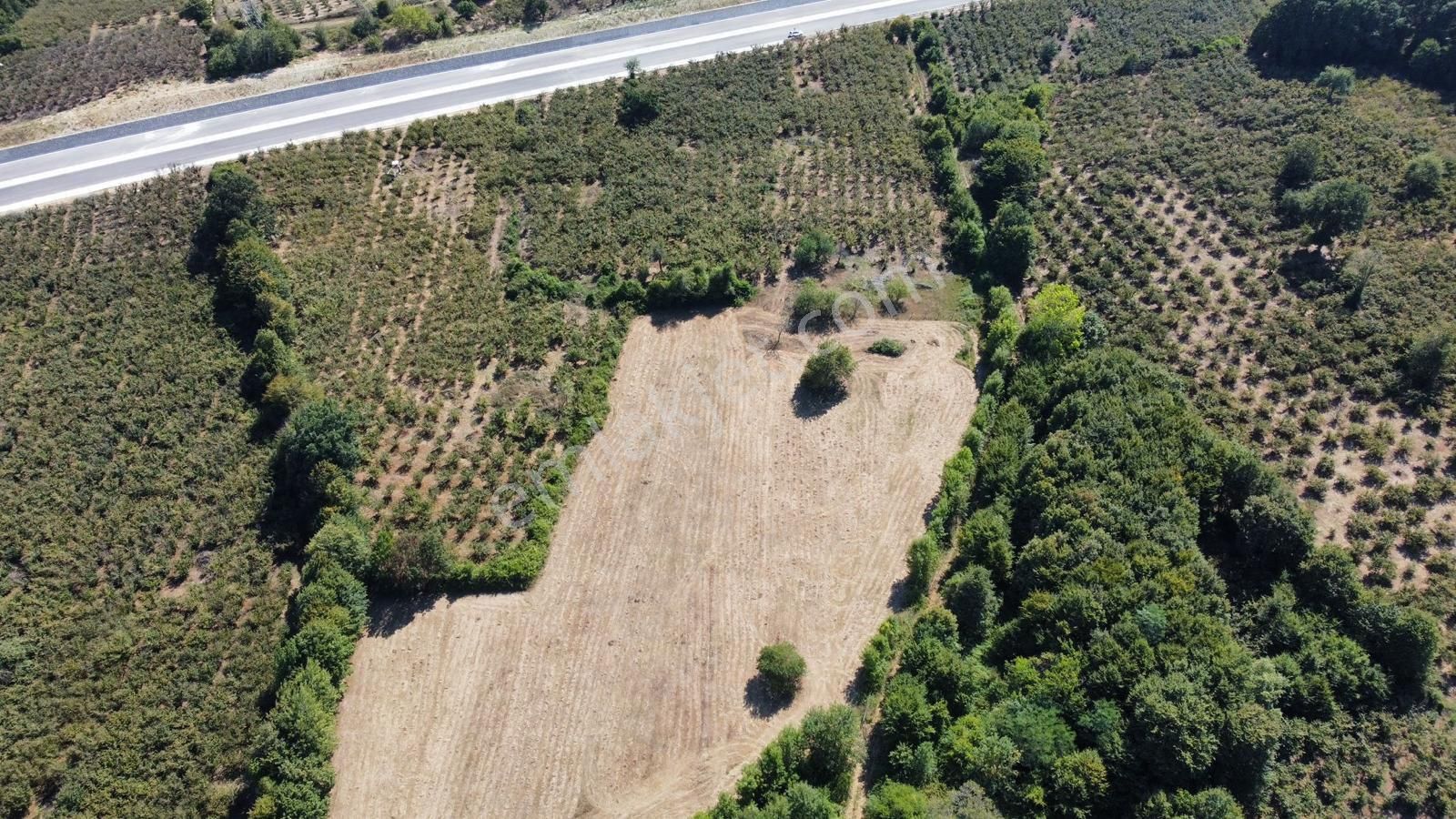 Karasu Karamüezzinler Mah. Karasu-kaynarca Duble Yoluna Cepheli 15.714 M2 Satılık Fındık Bahçesi - Görsel 3