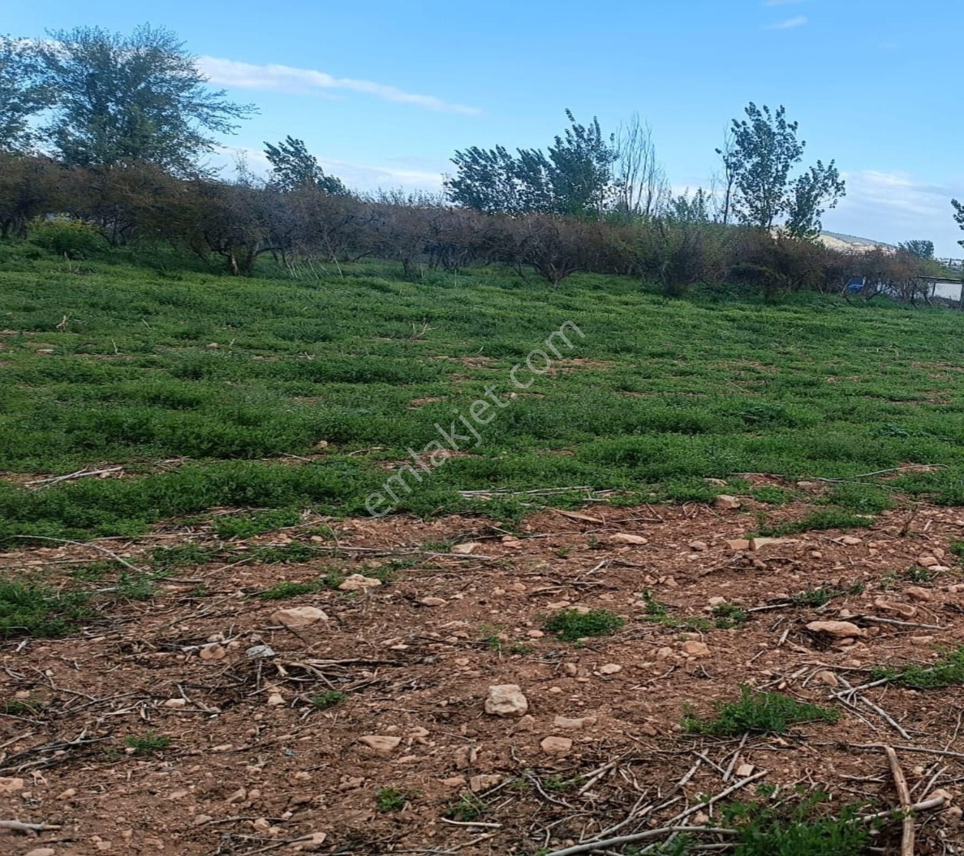 Oğuzeli Gürsu Da 1020 M2 Çok Güzel Bahçe - Görsel 6