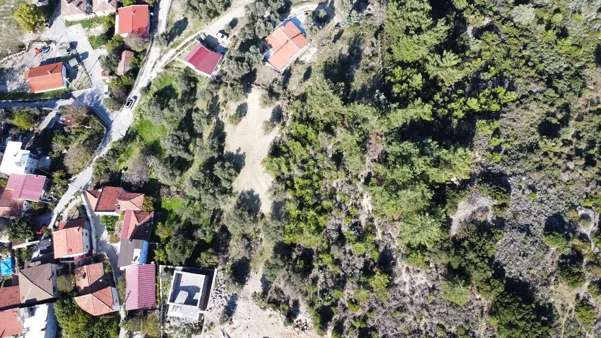 Mordoğan Köyünün Merkezinde 5.639 M2 Zeytin Ağaçlı Satılık Tarla - Görsel 10