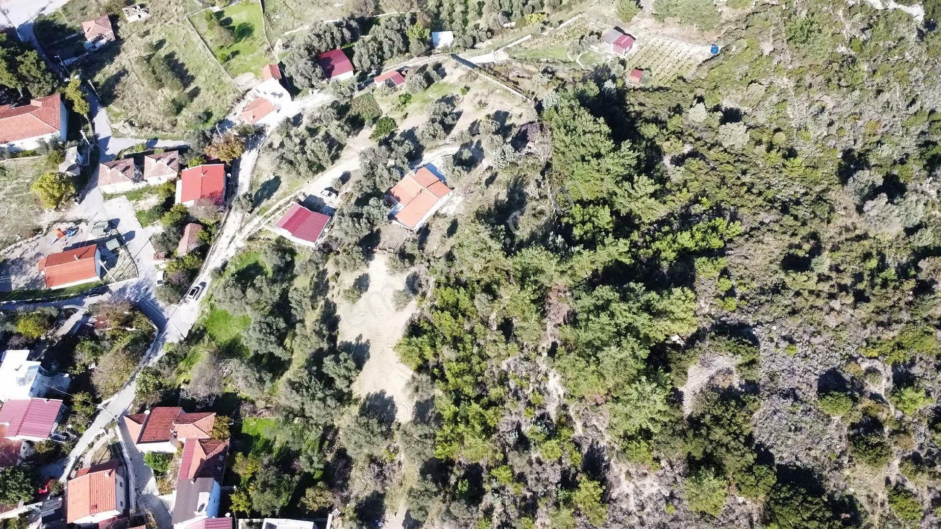 Mordoğan Köyünün Merkezinde 5.639 M2 Zeytin Ağaçlı Satılık Tarla - Görsel 11