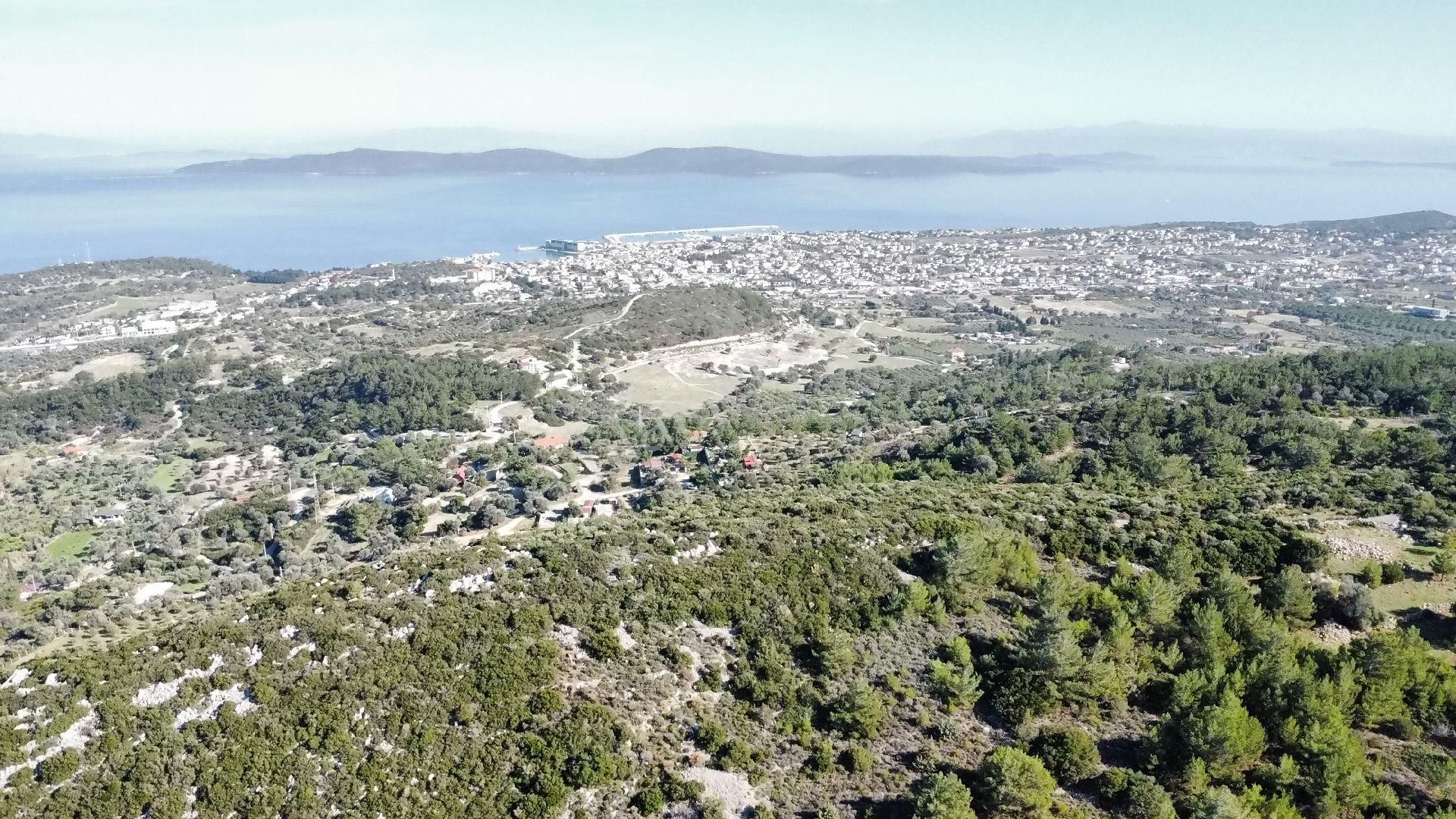 Mordoğan Köyünün Merkezinde 5.639 M2 Zeytin Ağaçlı Satılık Tarla - Görsel 13