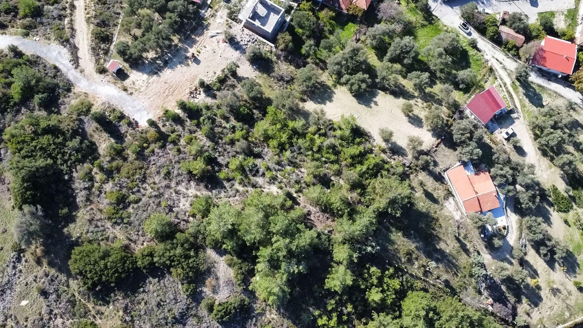 Mordoğan Köyünün Merkezinde 5.639 M2 Zeytin Ağaçlı Satılık Tarla - Görsel 9